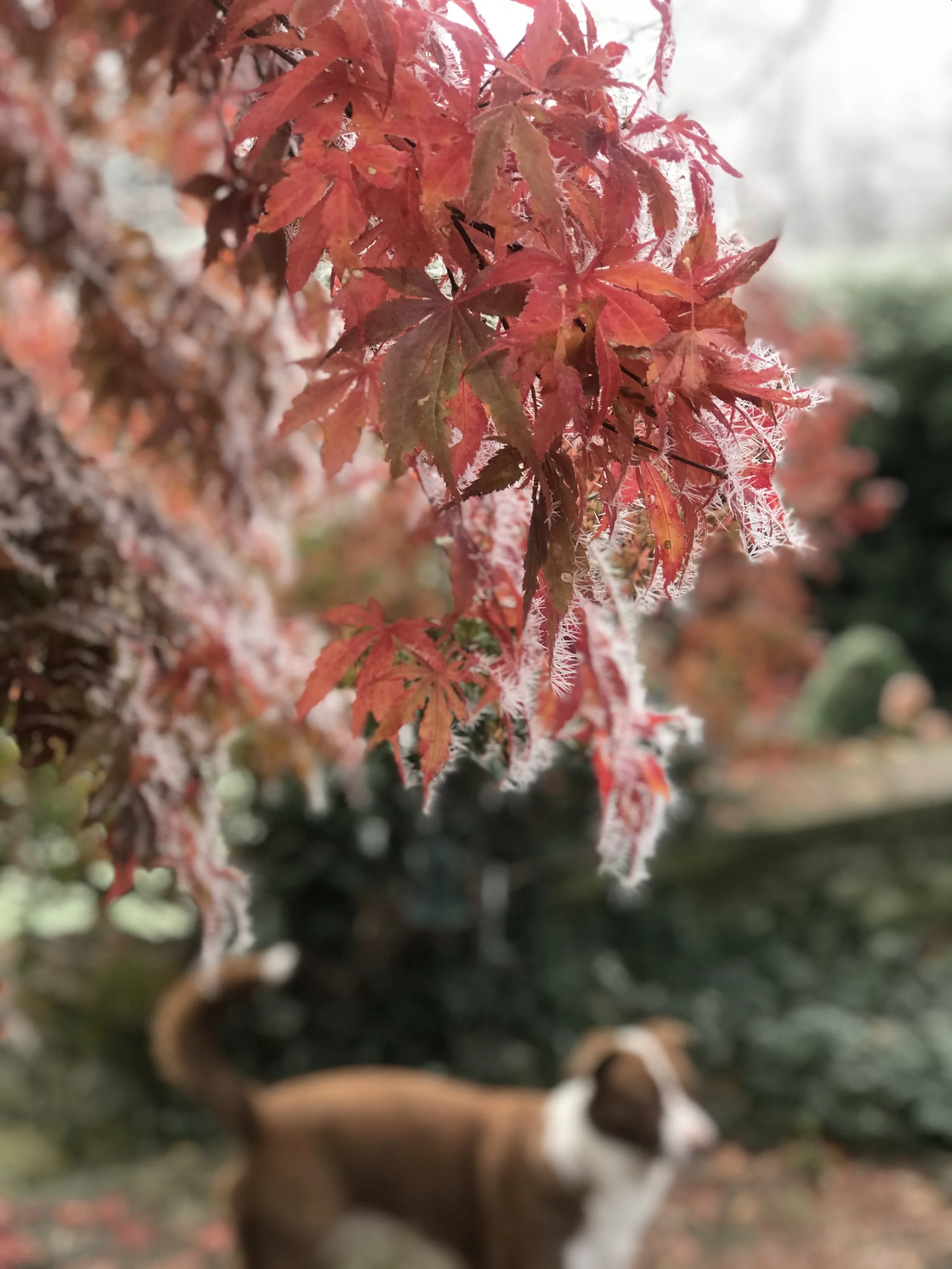 Close-up of red autumn leaves on a tree, with a blurred background. A dog with a white and brown coat is in the background, partially out of focus.