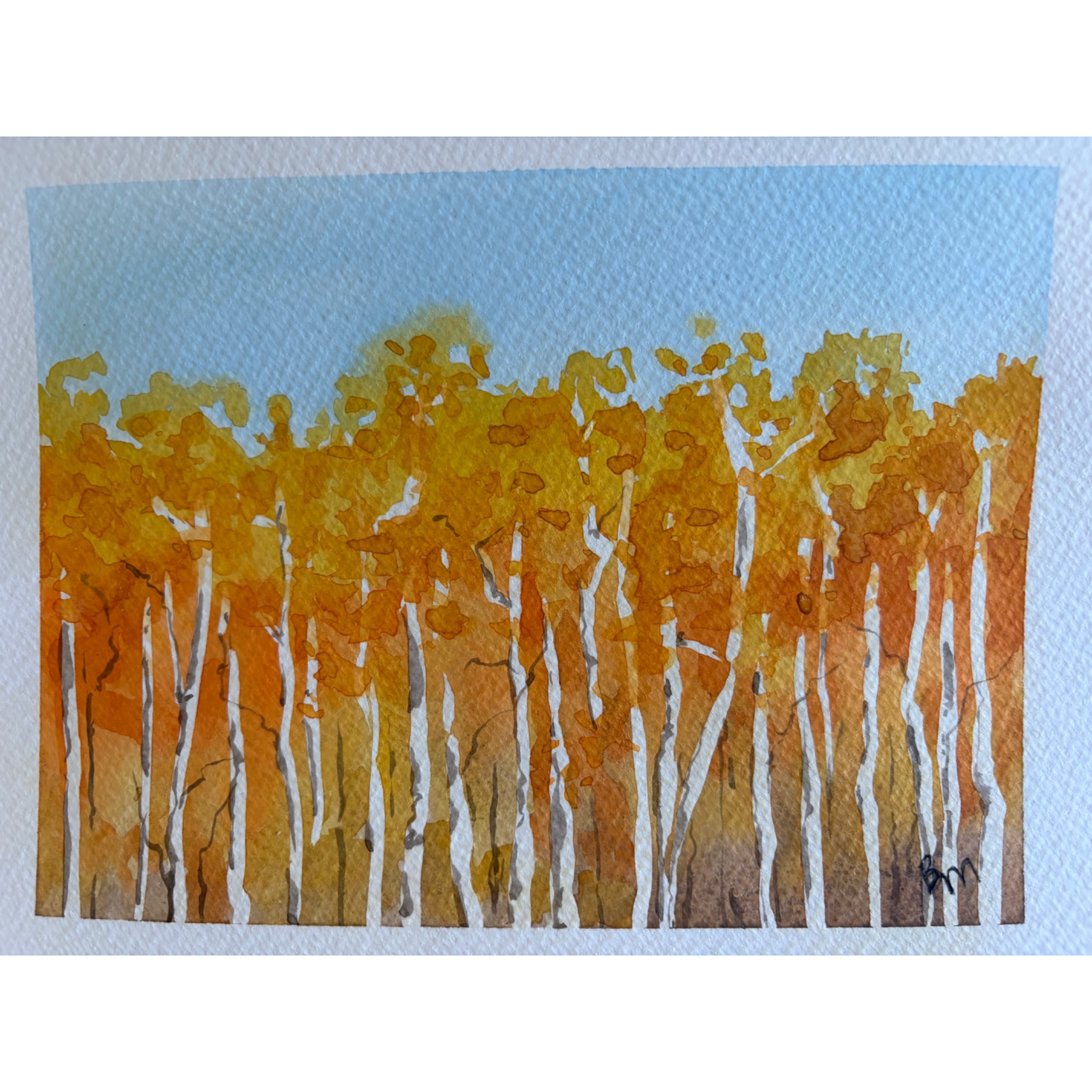 Golden Aspens 1