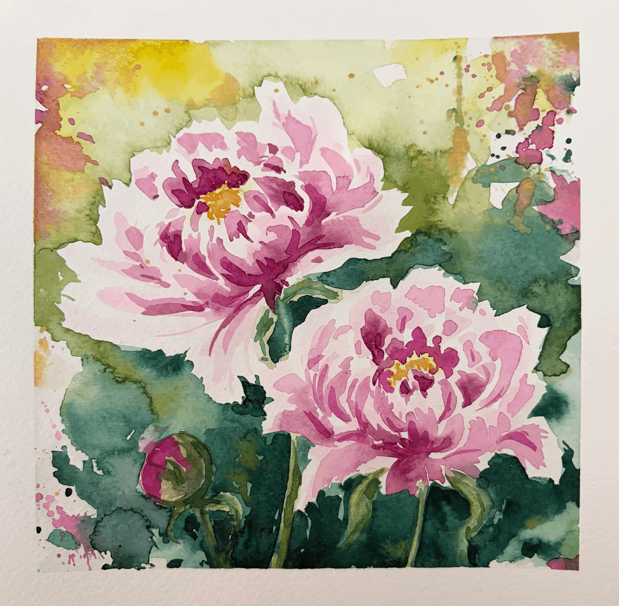 Peonies - square