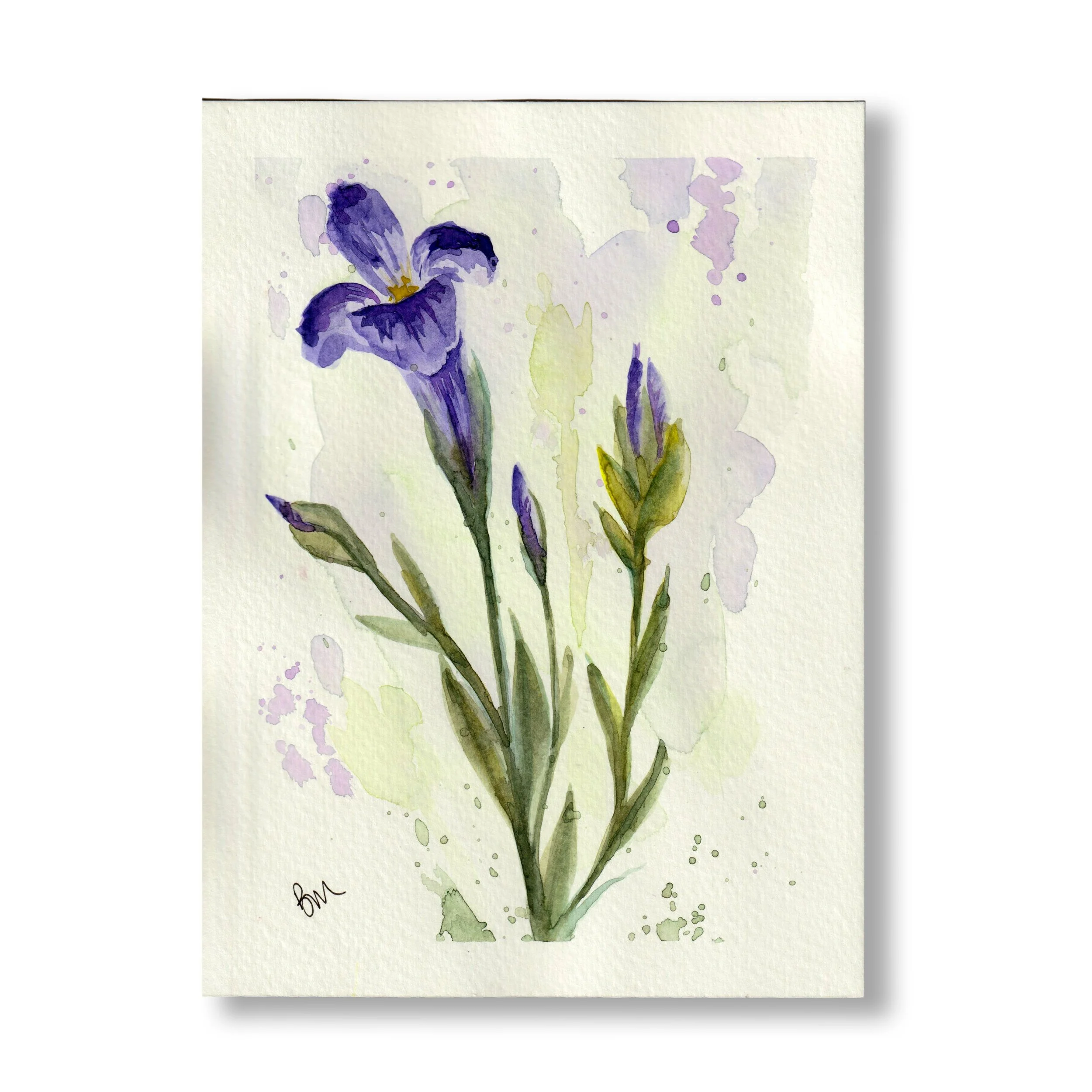 Wildflower 1