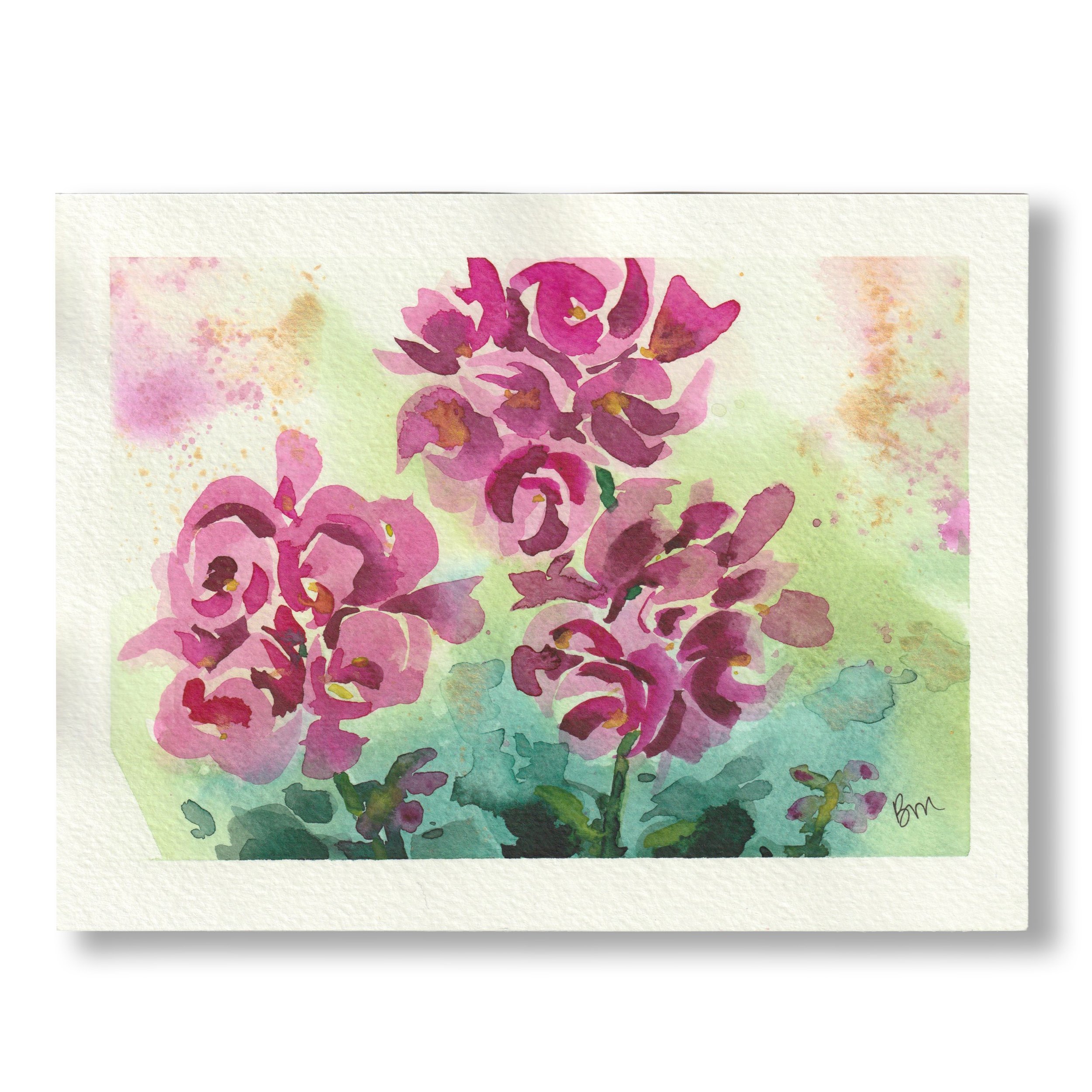 Geraniums