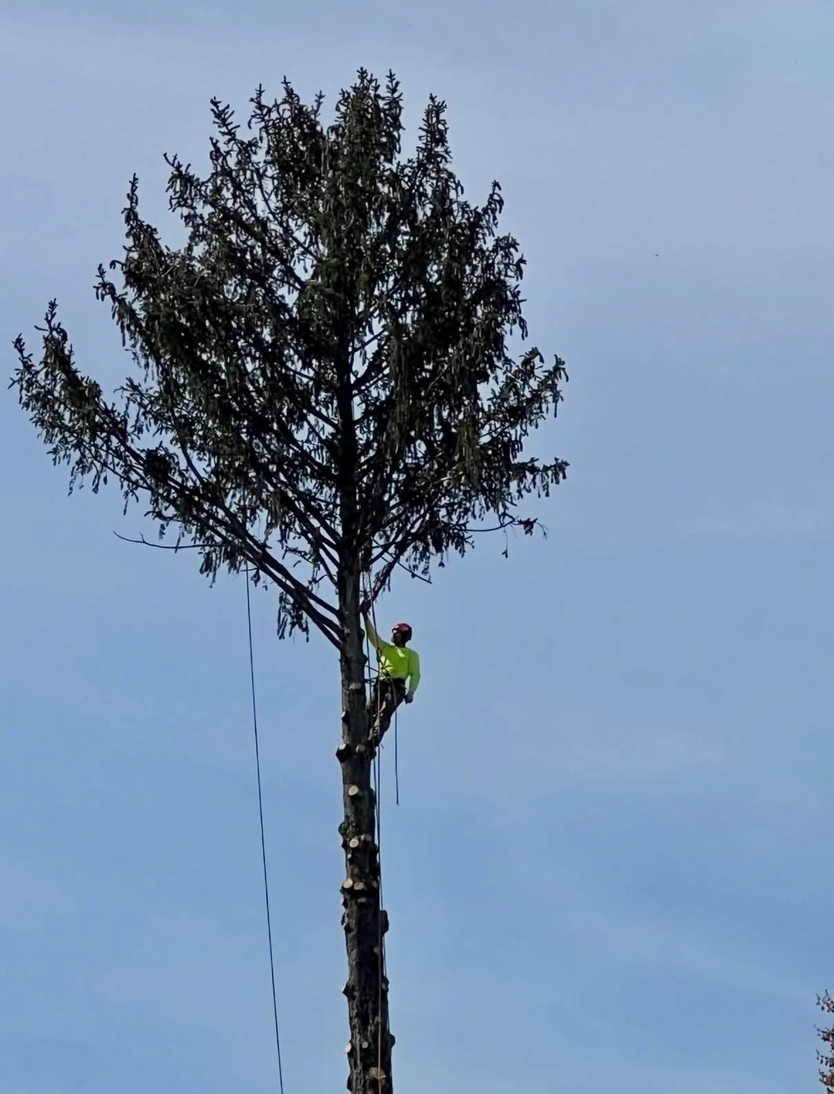 A person wearing a bright yellow-green shirt, climbing a tall tree against a clear blue sky, with climbing gear on.