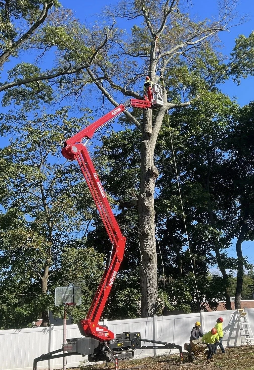 Tree trimming crew using a cherry picker and bucket truck to prune tall tree branches near a sports court, with workers wearing safety helmets.