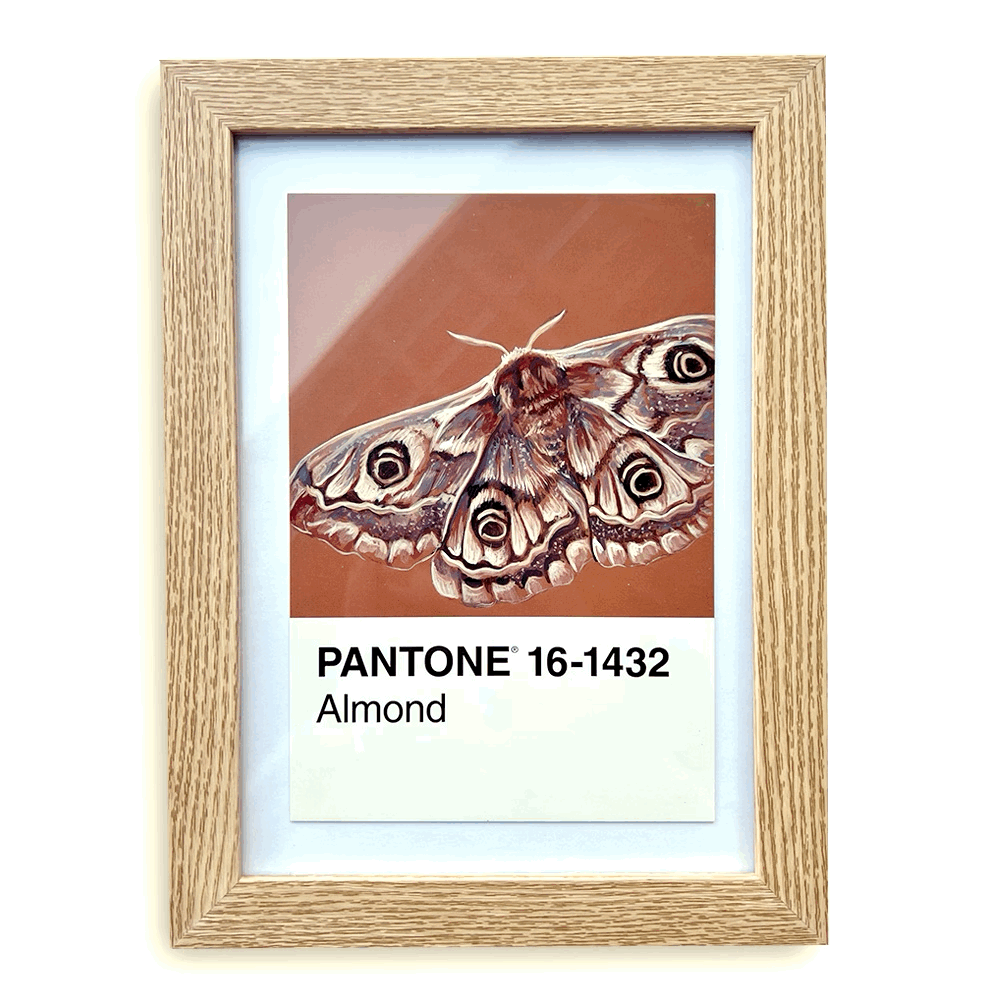 [Emperor Moth] - Original Mini Painting