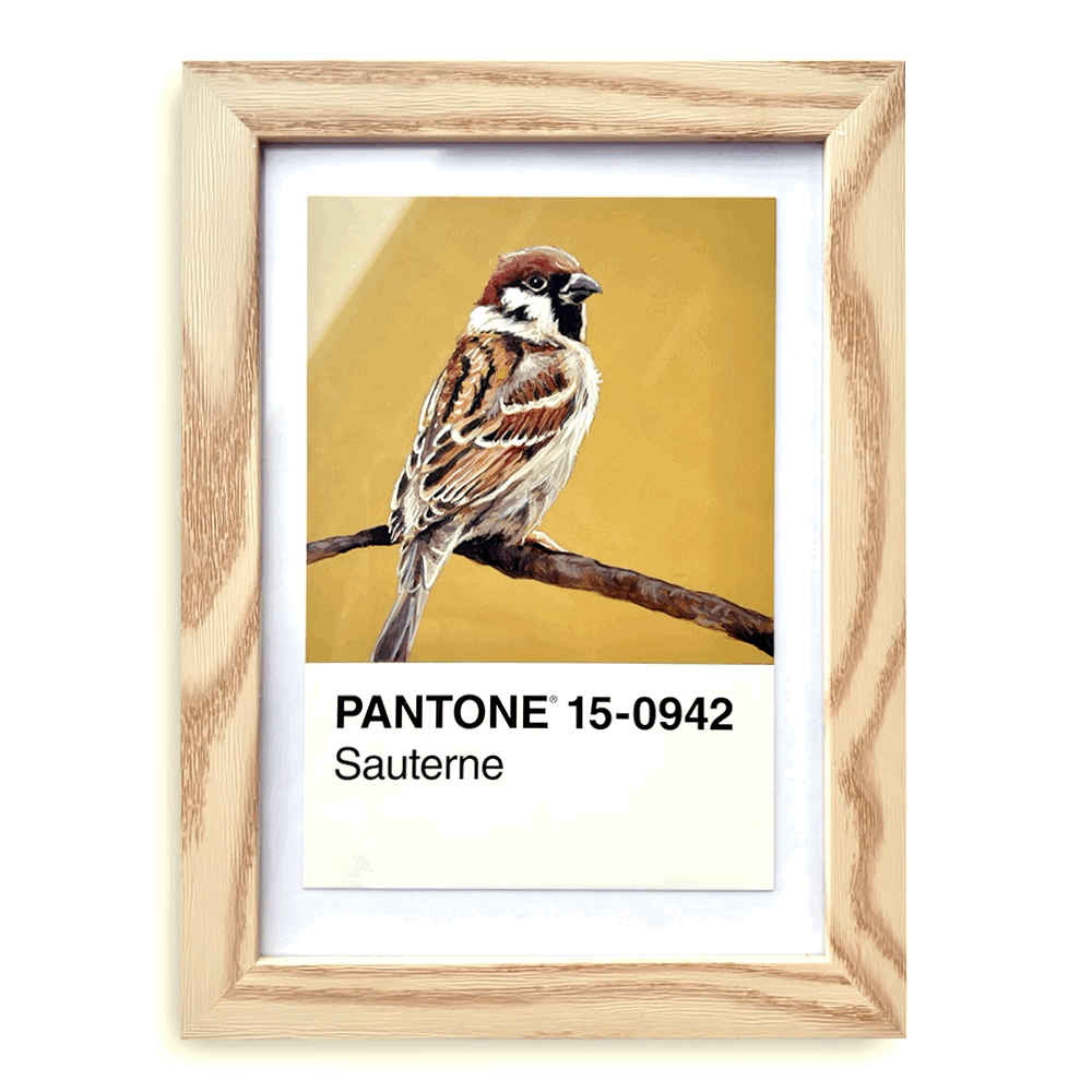 [House Sparrow Mini] - Original Mini Painting