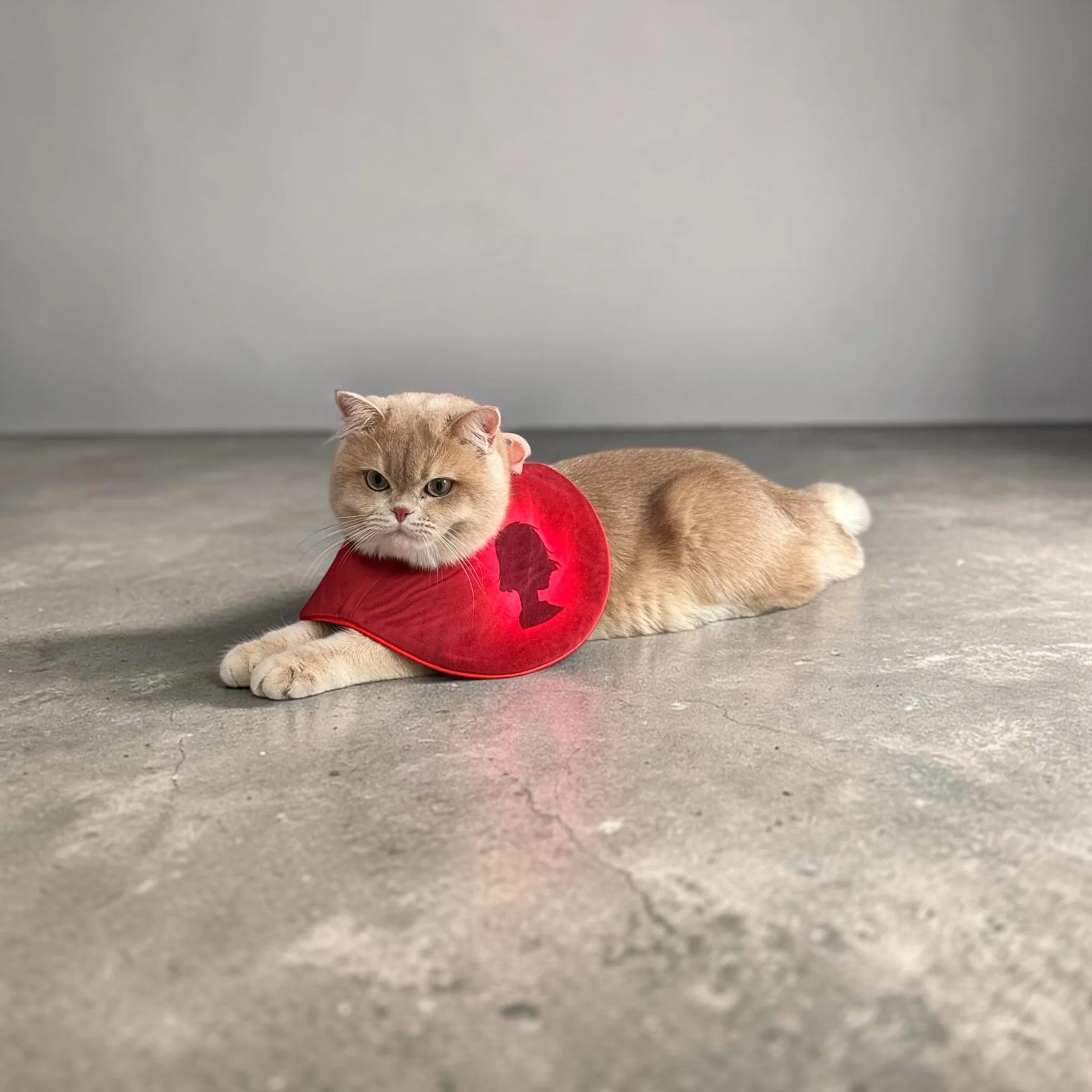 Apollo wearing the edition