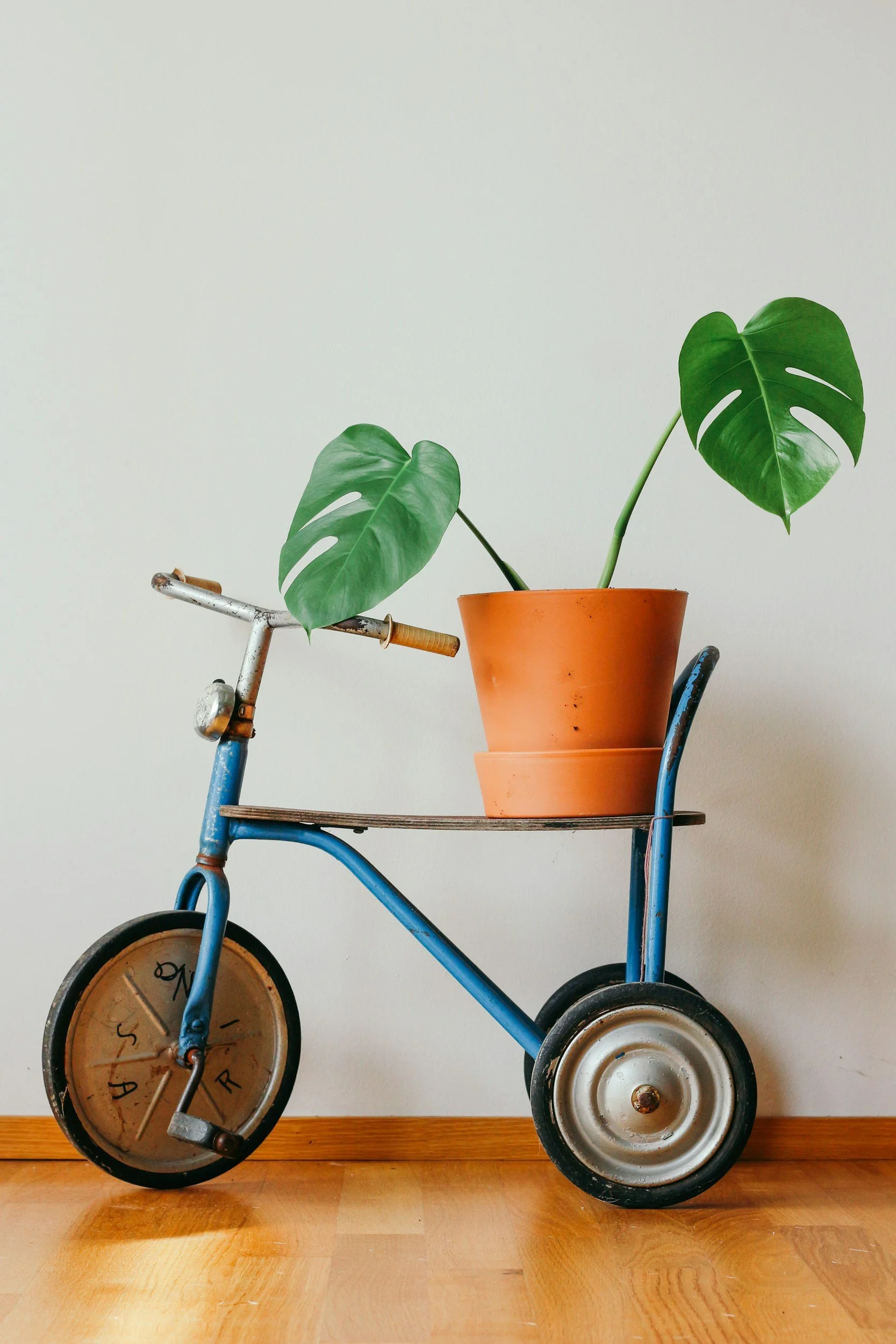 A vintage blue tricycle with one large wheel and two smaller wheels, carrying a stack of three terracotta plant pots with a green monstera plant on top, against a plain off-white wall.