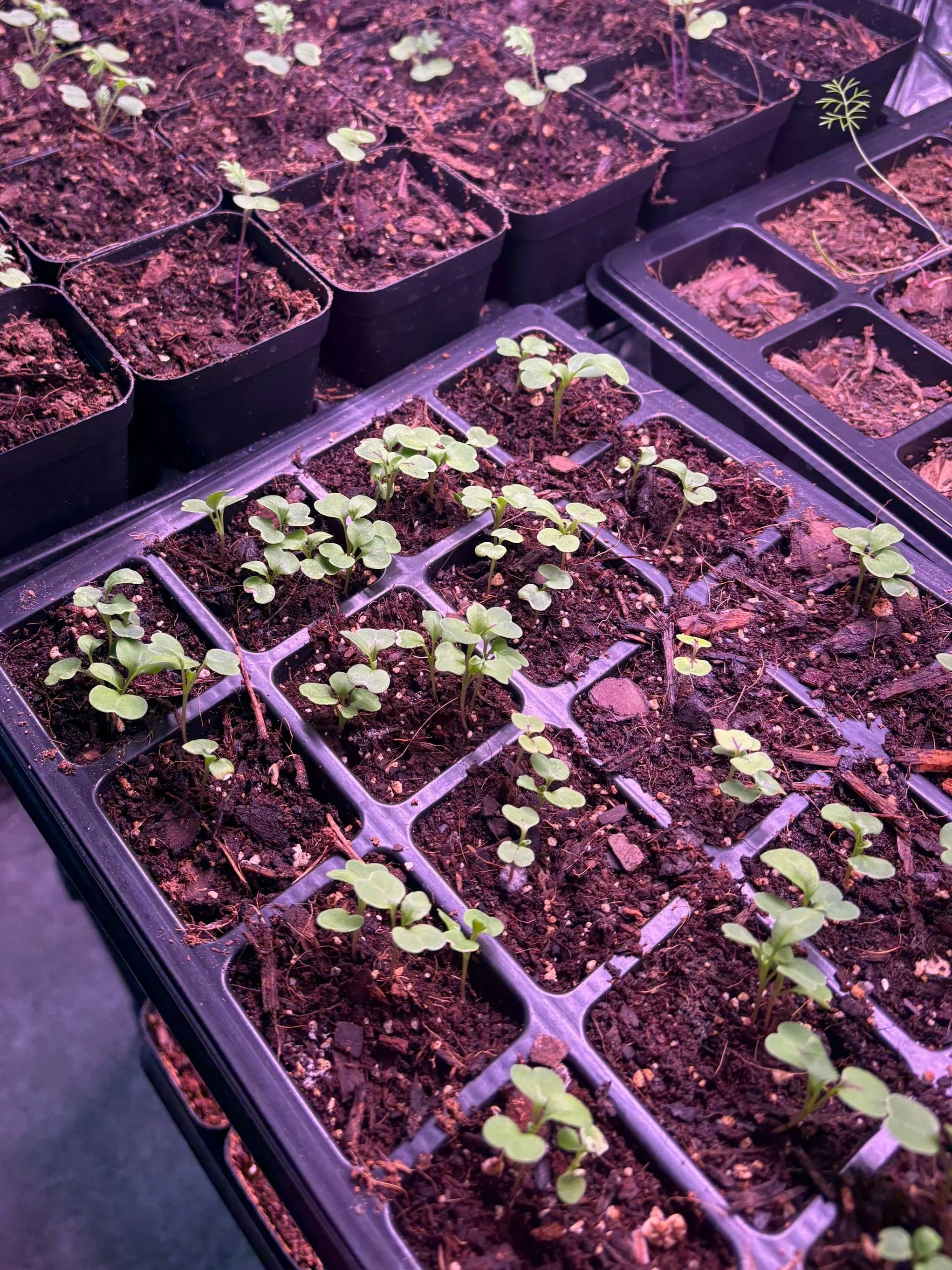 Heirloom Vegetables