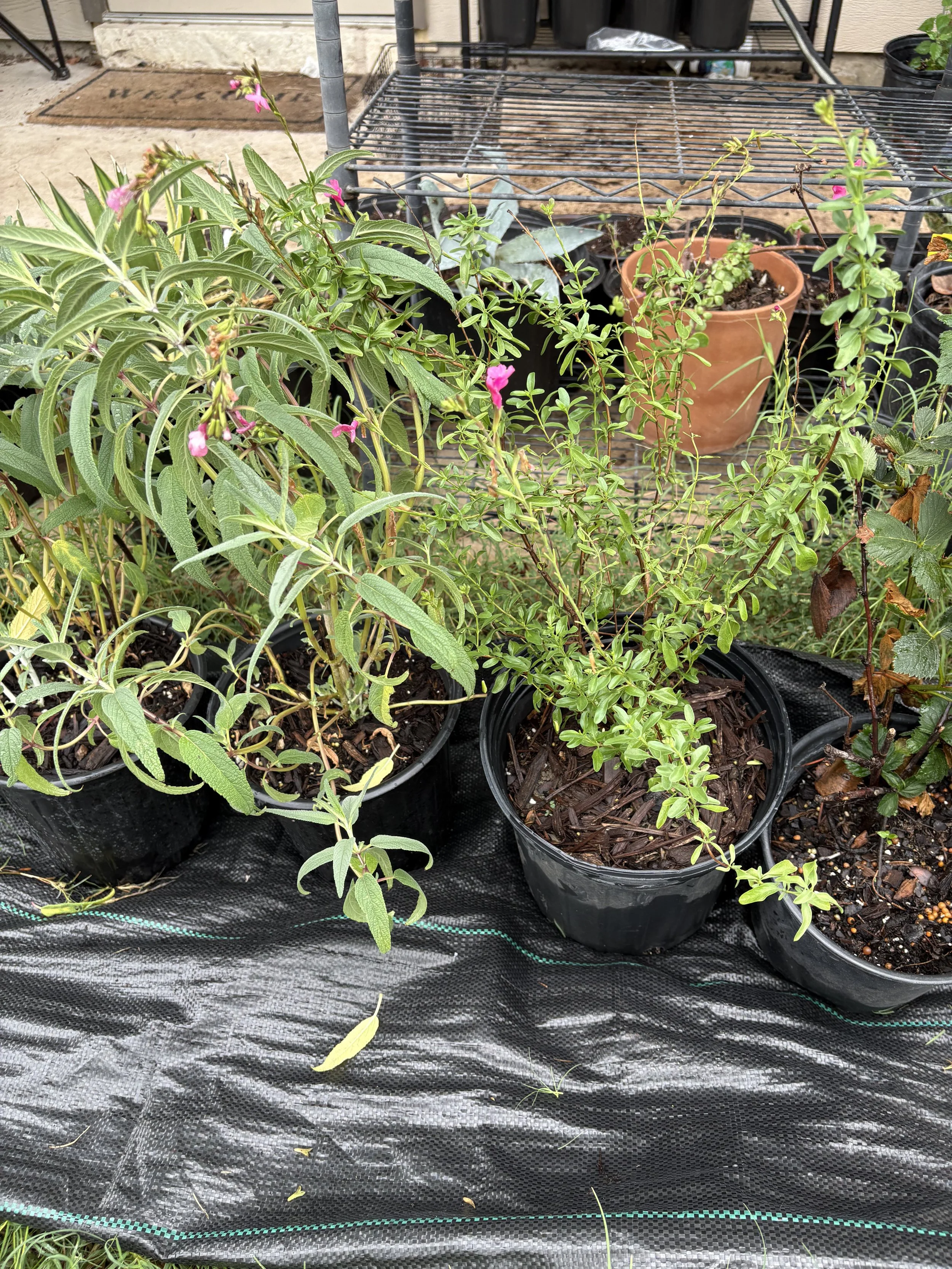 Central Texas Native Flowering Shrubs (Perennials)