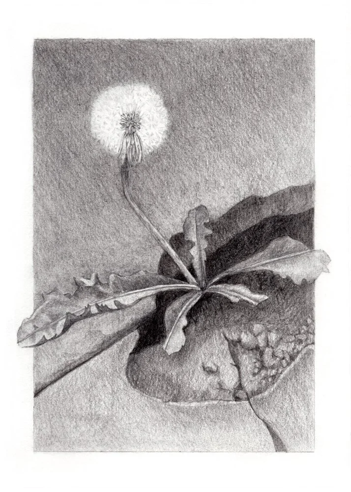 Dandelion on Greenwood Avenue