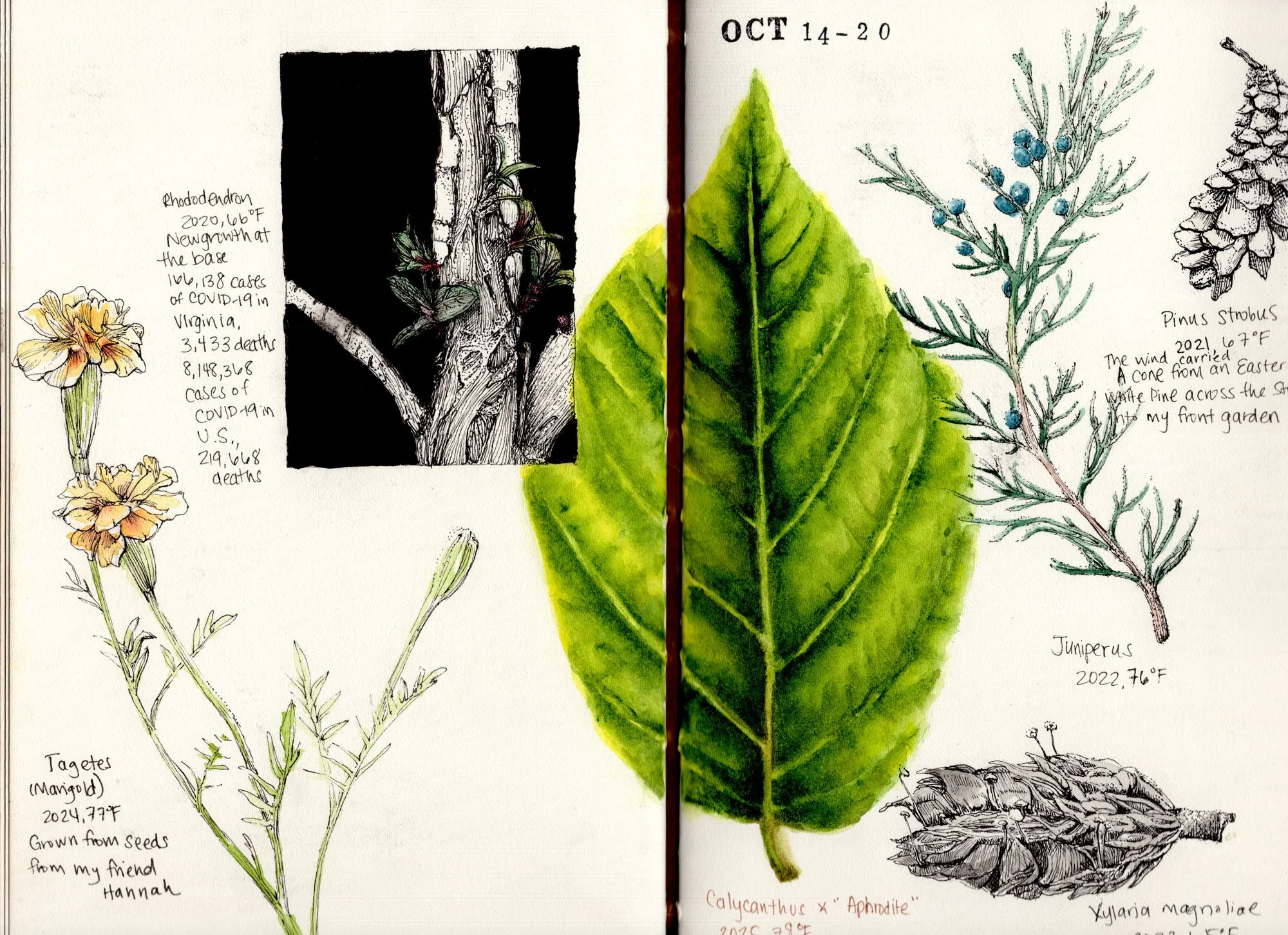 A detailed sketch of various fungi, plants, and flowers during October, with handwritten labels including scientific names and dates, and small notes about their characteristics and observations.