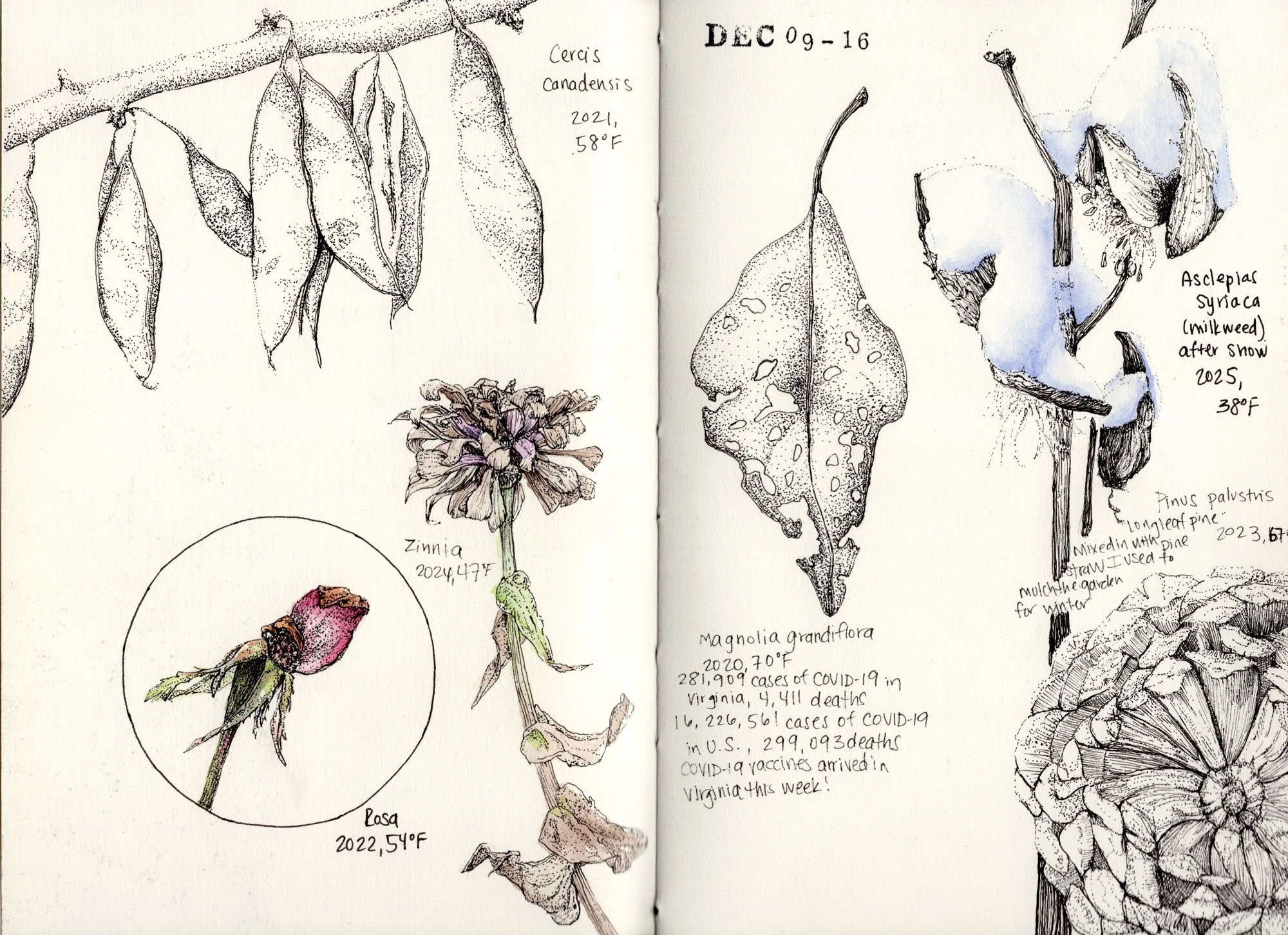 A detailed sketch of various plants and flowers during December, with handwritten labels including scientific names and dates, and small notes about their characteristics and observations.