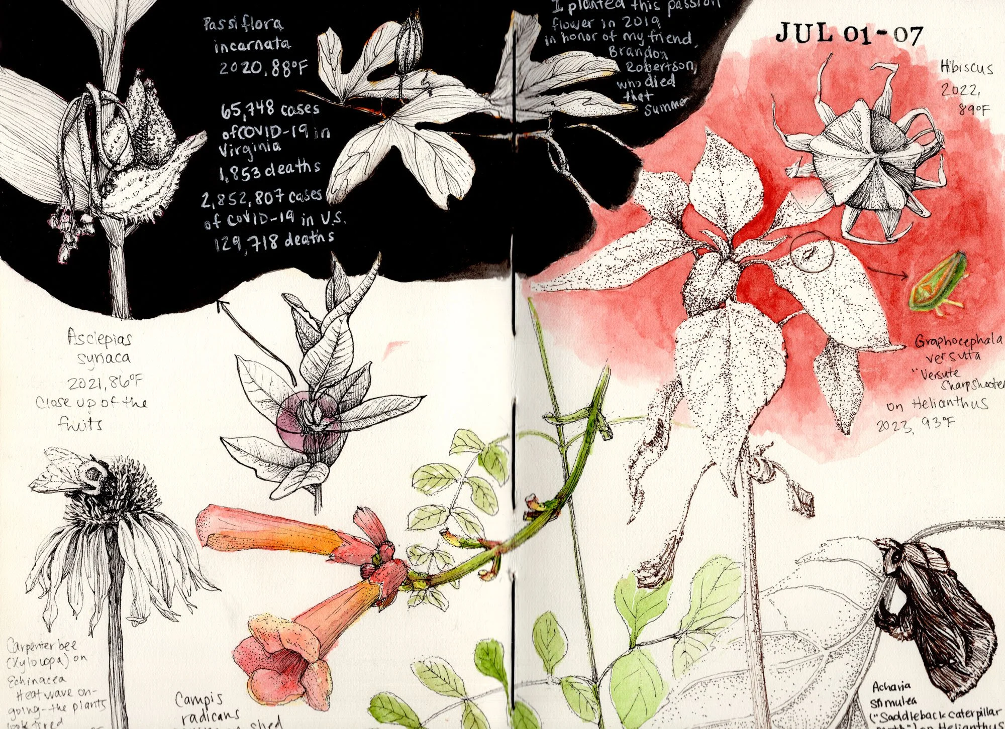 A detailed sketch of various animals, plants, and flowers during July, with handwritten labels including scientific names and dates, and small notes about their characteristics and observations.