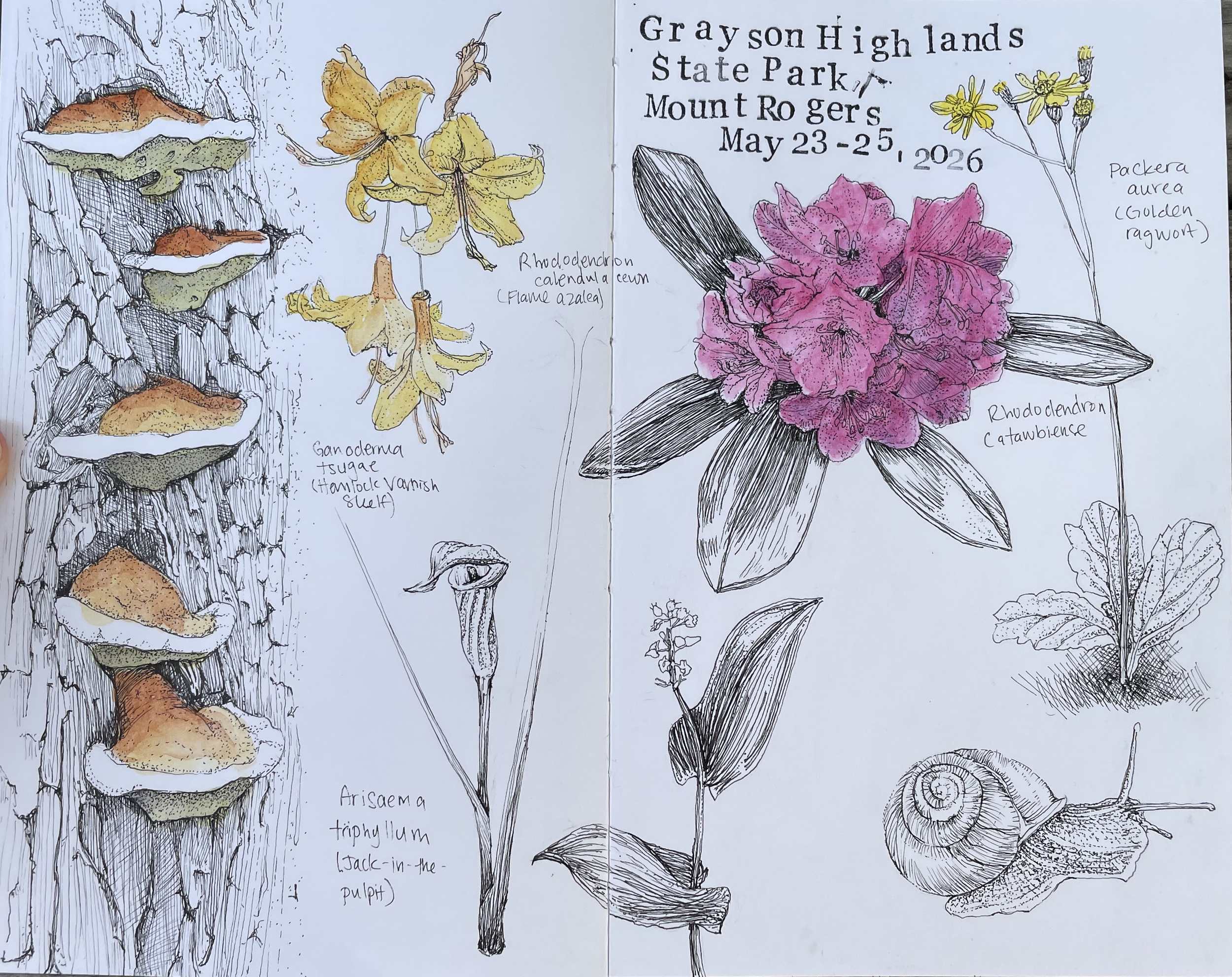 A detailed botanical illustration of various plants, and animals, and the date May 23-25, 2026, at Grayson Highlands State Park, Mount Rogers.