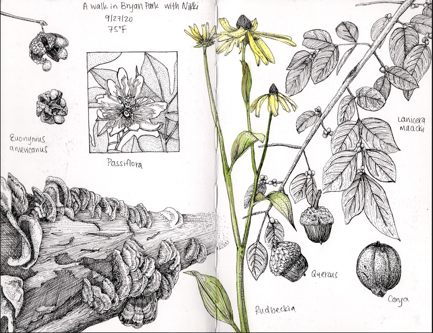 Detailed botanical sketch various plants and fungi in Bryan Park. Handwritten notes include the date, temperature, and names of plants such as Passiflora and Quercus.