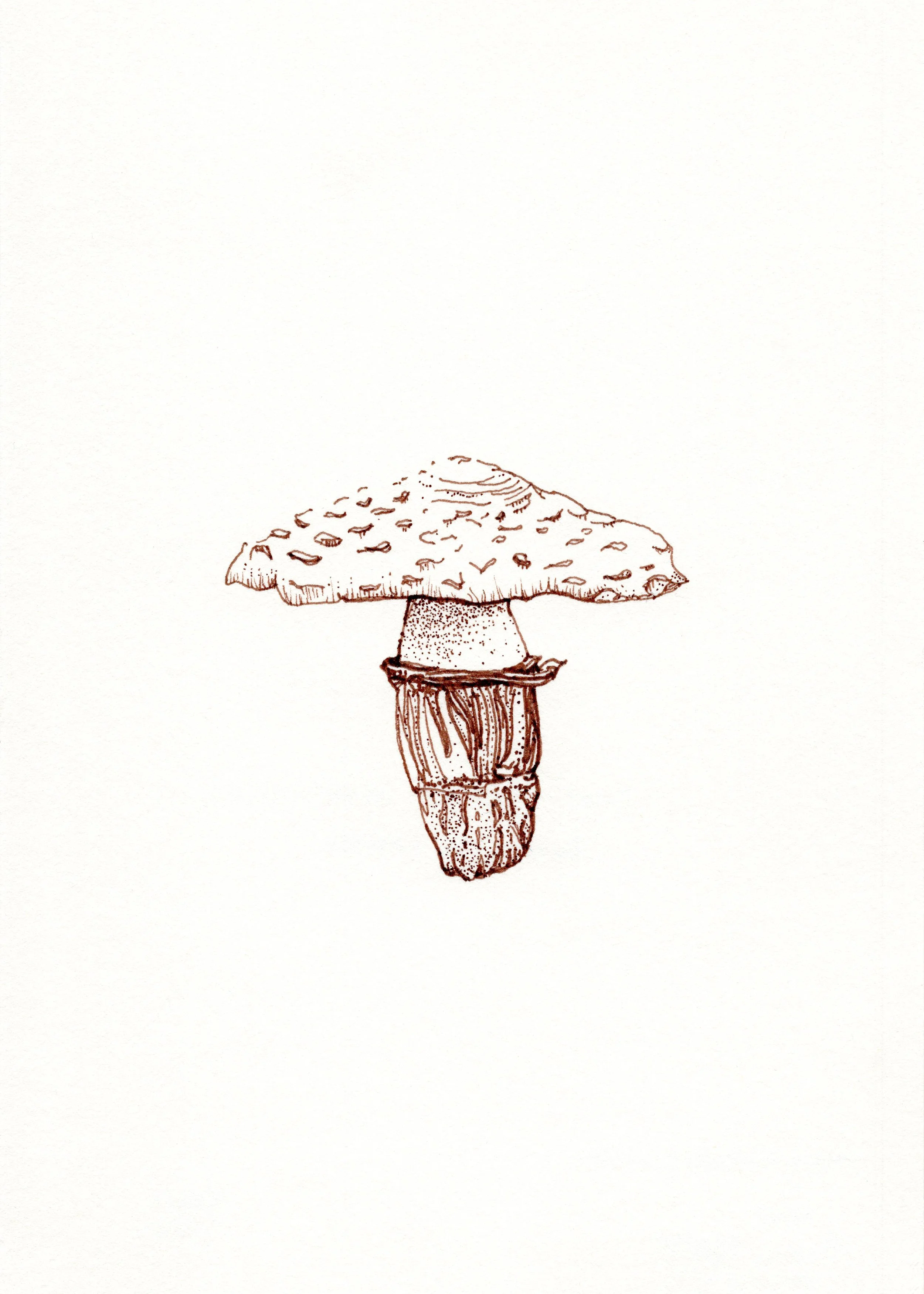 American Parasol