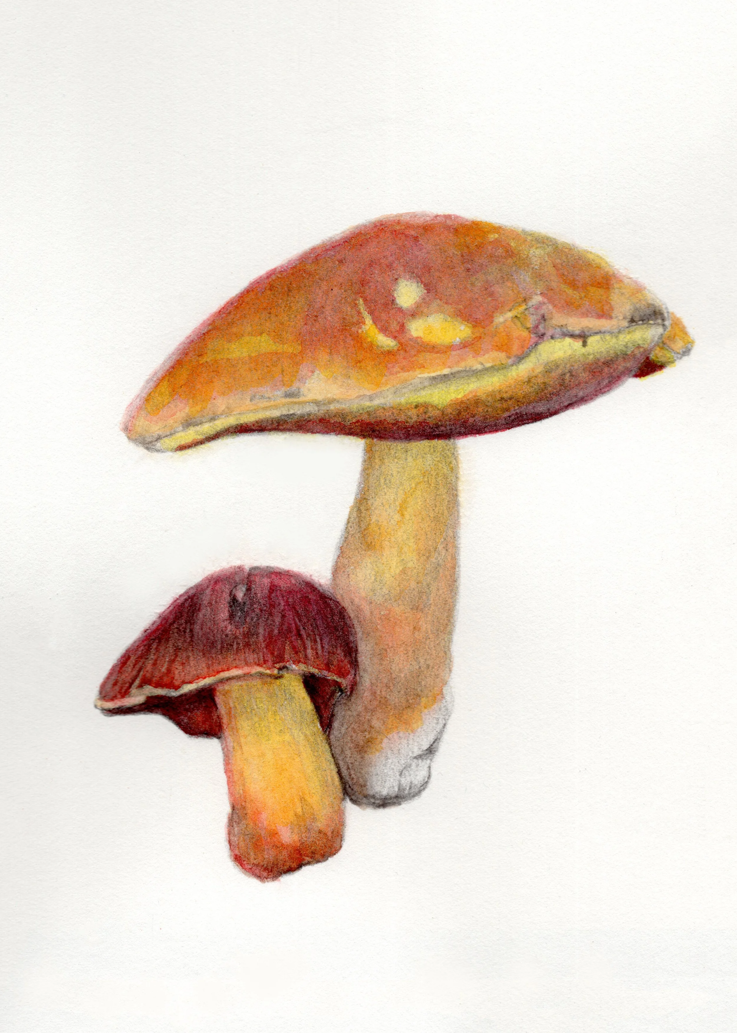 Watercolor painting of two mushrooms with red caps and yellow stems.
