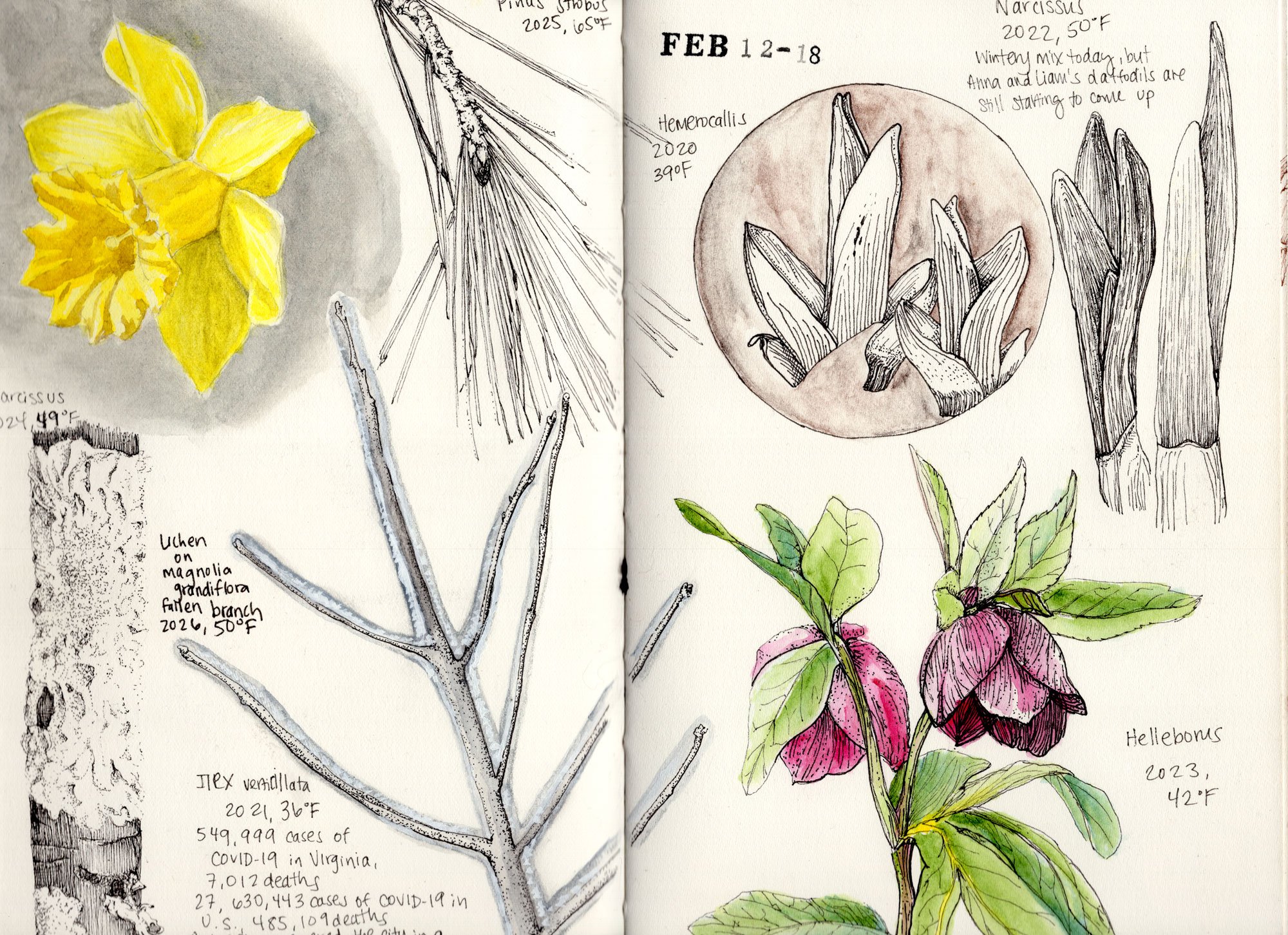 A detailed sketch of various lichens, plants, and flowers during February, with handwritten labels including scientific names and dates, and small notes about their characteristics and observations.