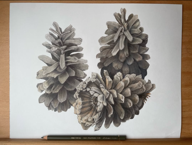 A colored pencil drawing of three pinecones on a piece of white paper placed on a wooden surface.