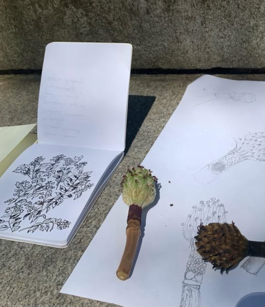 Open sketchbook with leaf and magnolia cone illustrations, along with two magnolia cones, on a concrete surface outdoors.