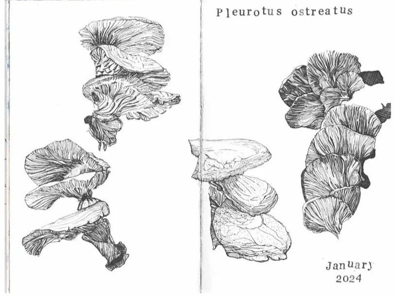 Pen and ink sketchbook drawing of Pleurotus ostreatus mushrooms, labeled at the top right, with the date January 2024 at the bottom right.