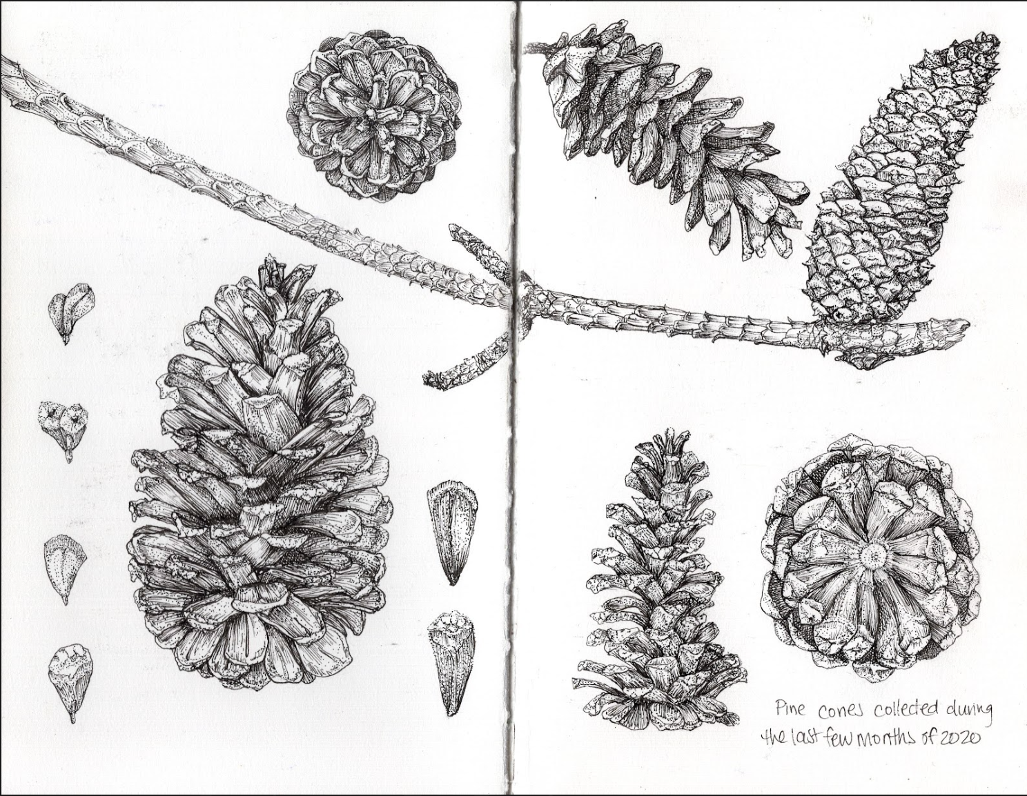 Pen and ink sketchbook drawing of pine cones collected during the last few months of 2020, showing various pine cone shapes and sizes, along with individual pine cone scales.