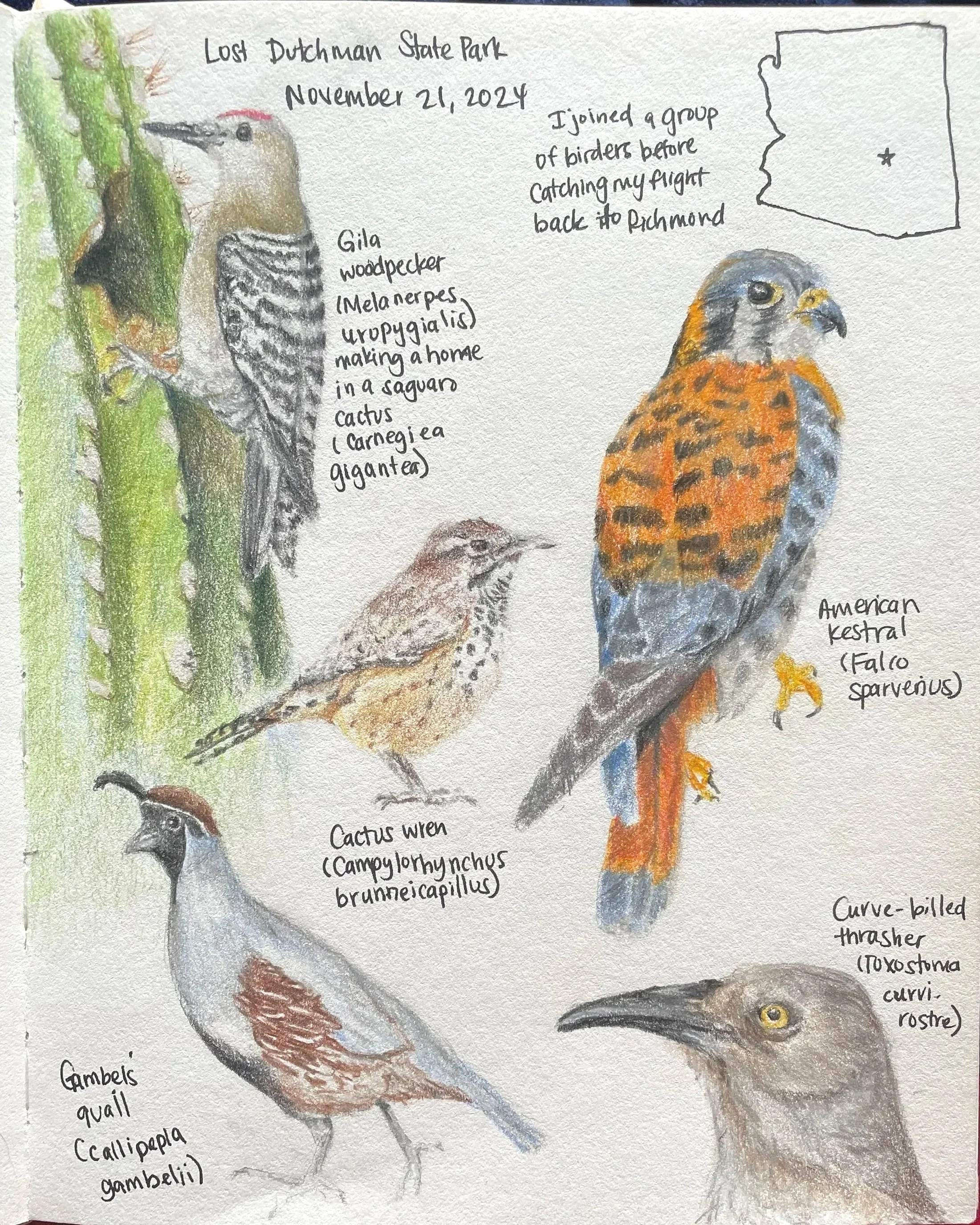 A detailed of sketch of birds, each labeled with their species names. The background includes handwritten notes about a birdwatching trip to Lost Dutchman State Park on November 21, 2024.