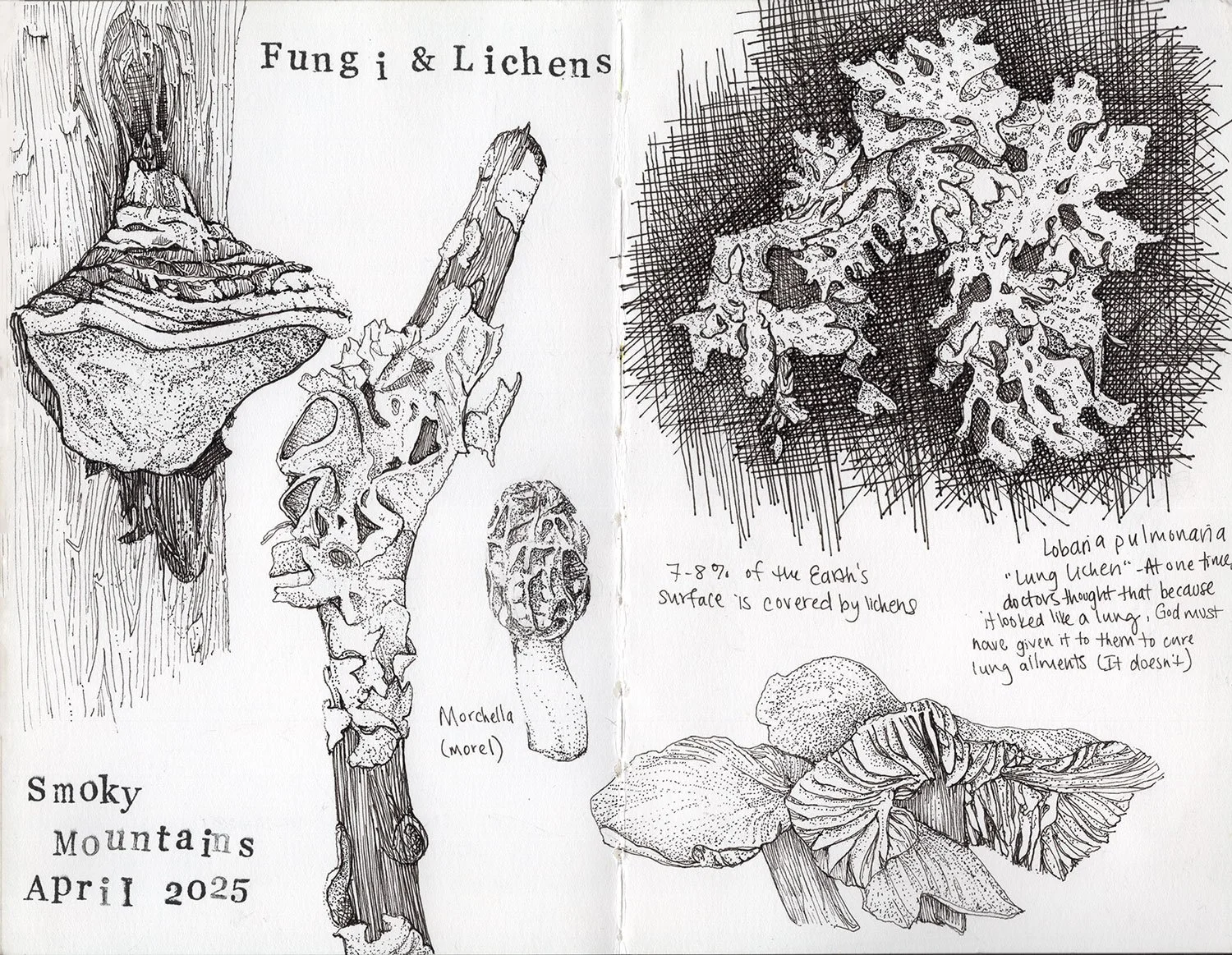 Hand-drawn illustrations of various fungi and lichens, including a large mushroom, lichen colonies, and a mushroom spore case. Handwritten notes provide information about fungi. The title reads 'Fungi & Lichens' with additional text about the surface coverage and a scientific note on lung lichens.