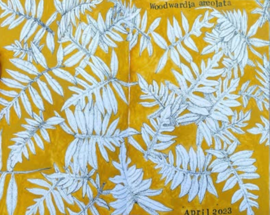 A yellow background with pen and ink illustrations of fern leaves and the text 'Woodwardia areolata' and 'April 2023'.