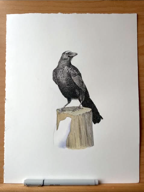 A pen and ink drawing and watercolor painting of a crow perched on a snowy, wooden post.
