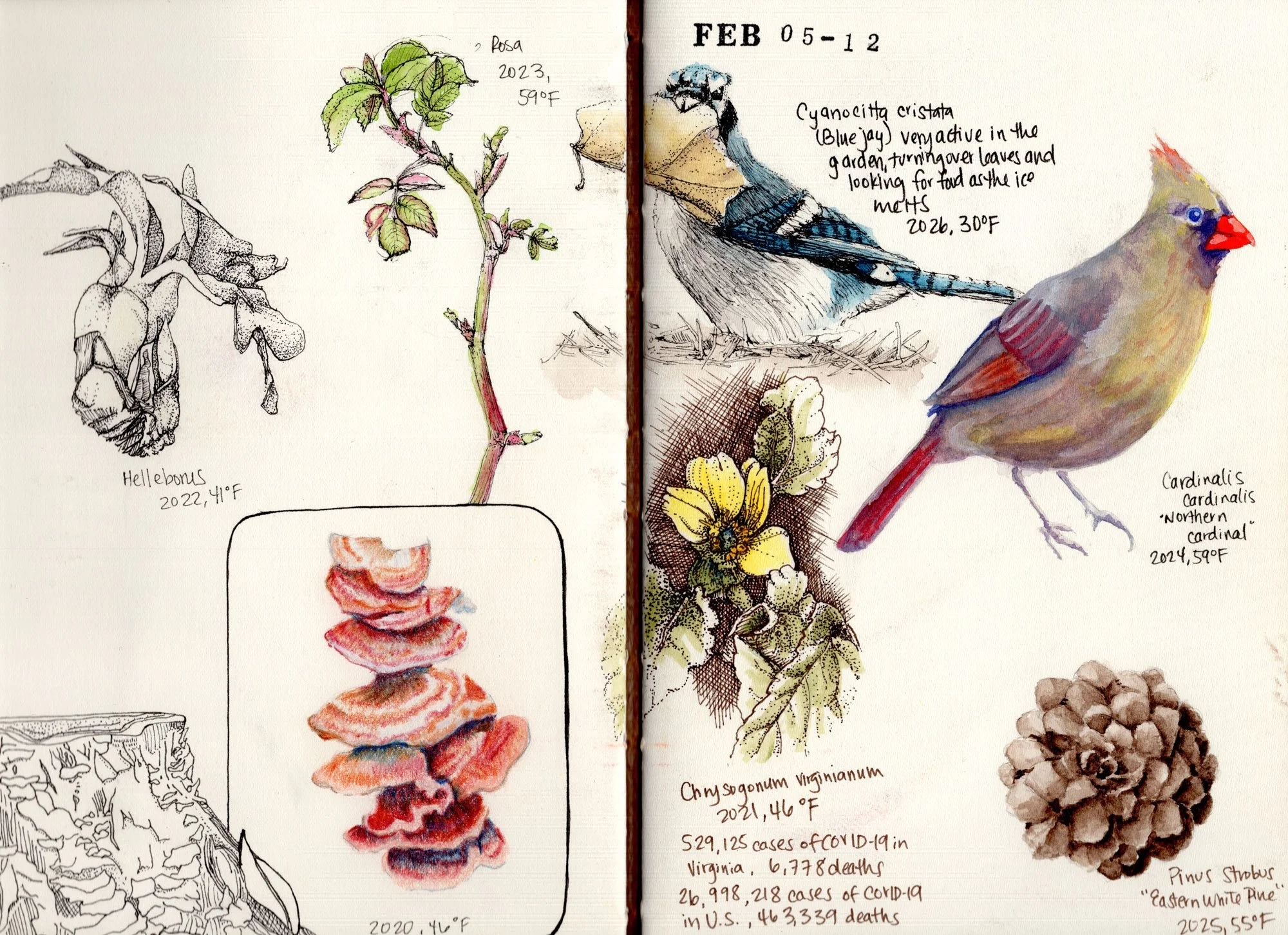 A detailed sketch of various fungi, plants, and animals during February, with handwritten labels including scientific names and dates, and small notes about their characteristics and observations.