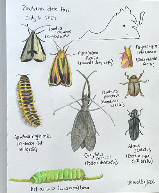 Hand-drawn diagram of various insects and a map of Powhatan State Park with the date July 6, 2024. Includes illustrations and labels of a moth species, caterpillars, beetles, and a map outline of Virginia with a star marking Powhatan State Park.