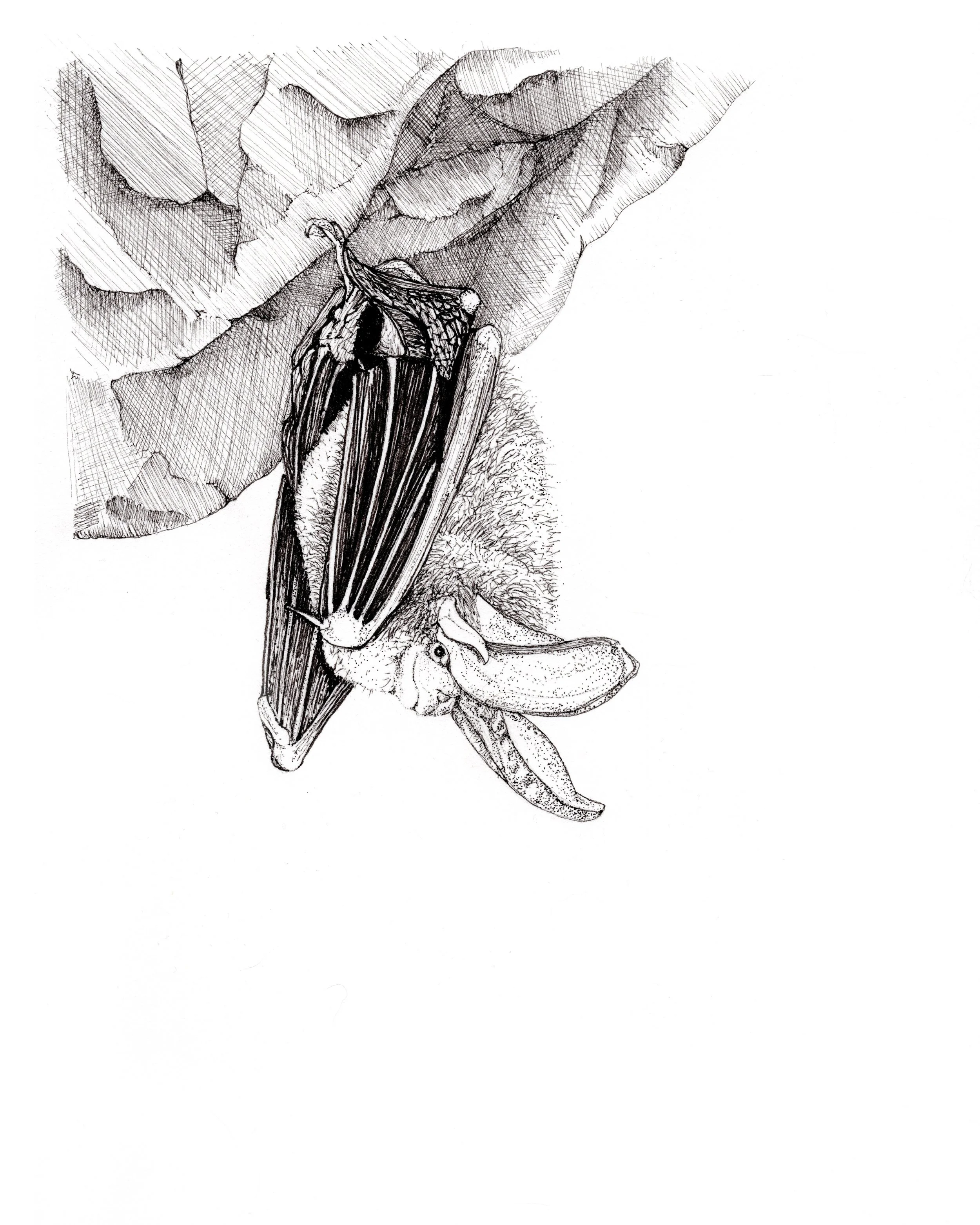 Hanging Rafinesque's Big Eared Bat