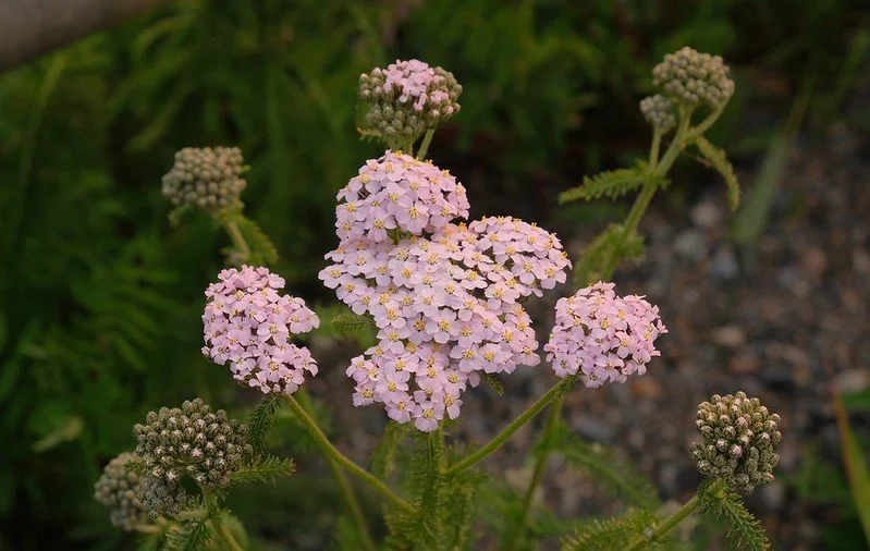 Pink clustered flowers on green foliage in a garden setting.