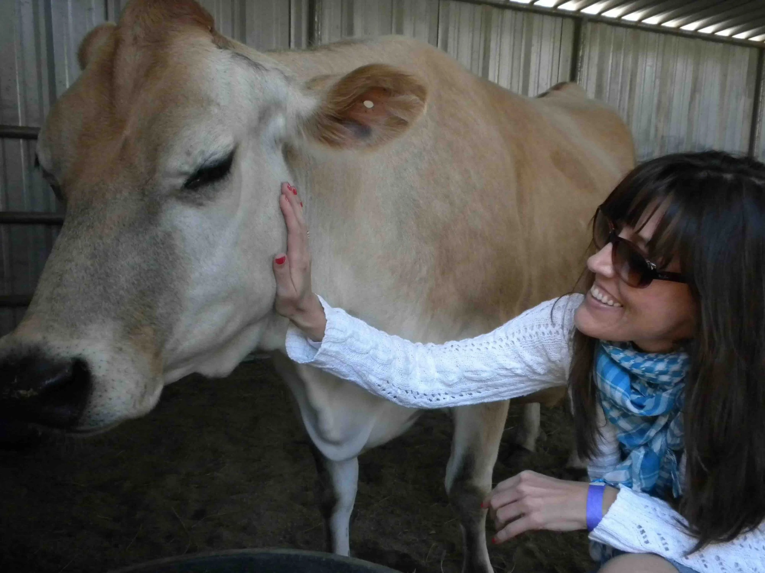 Audrey spending time with a cow.