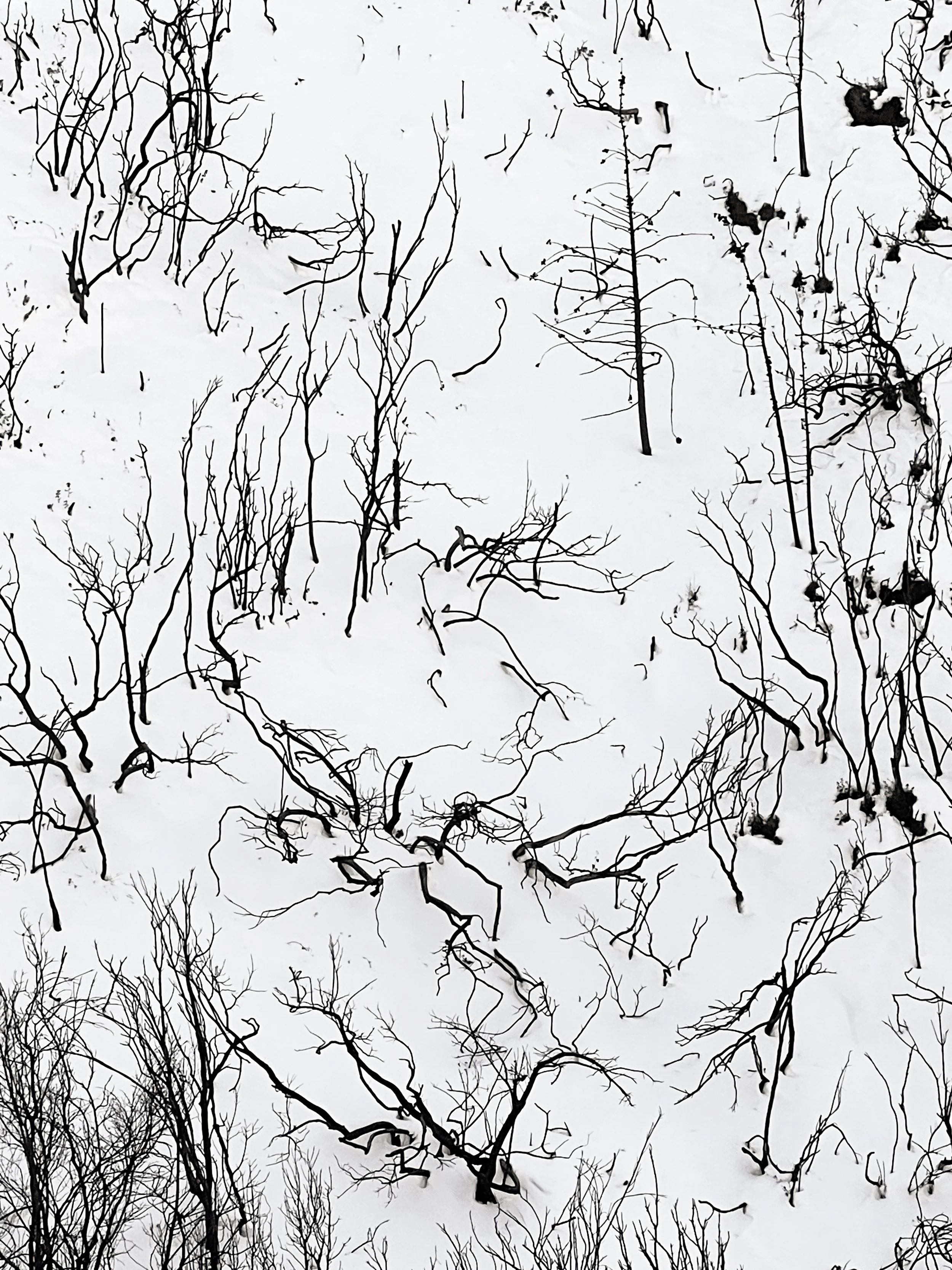 Fragmented, horizonless 3D scan of a fire-damaged forest from A Hollow Garden, preserving ecological loss as a digital fossil of the climate crisis.