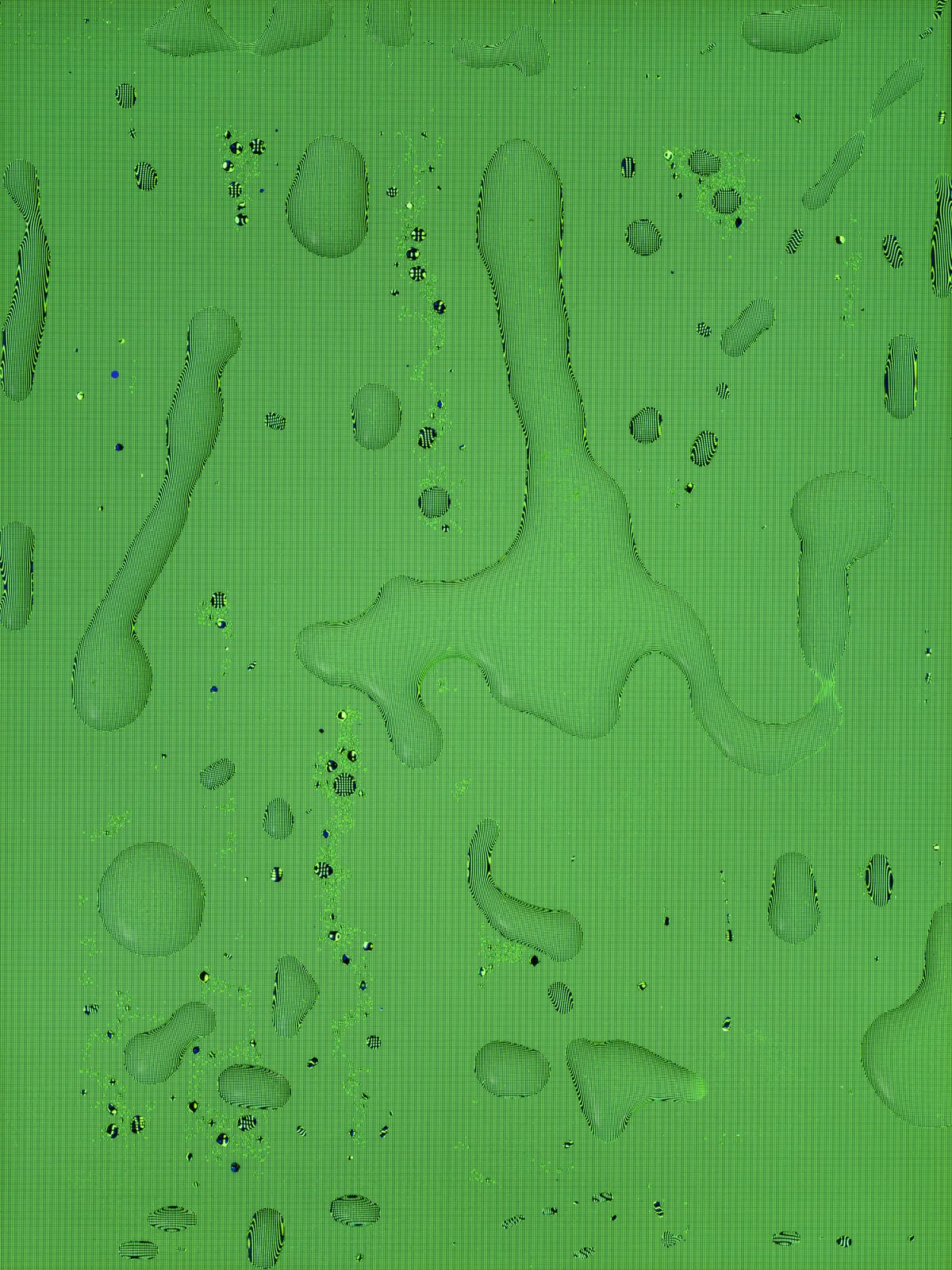 WhatsApp image from Tears, Spit & Cum, where organic droplets magnify a messaging-interface color gradient, examining intimacy, communication and the body’s presence within digital experience.