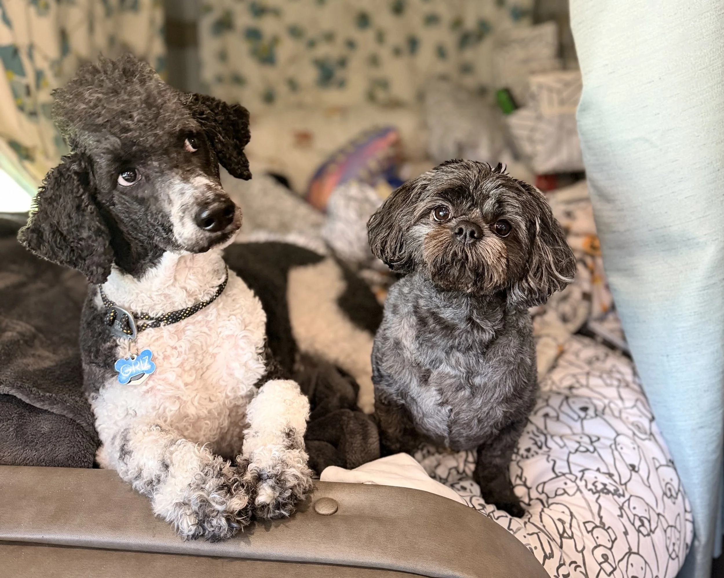 Two dogs sitting in a bunk bed