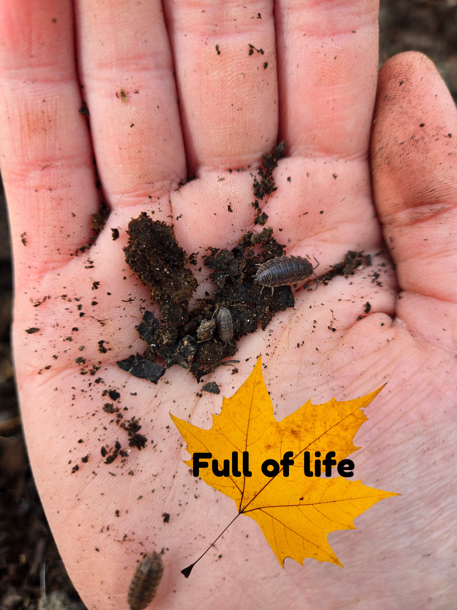 Full of life.png