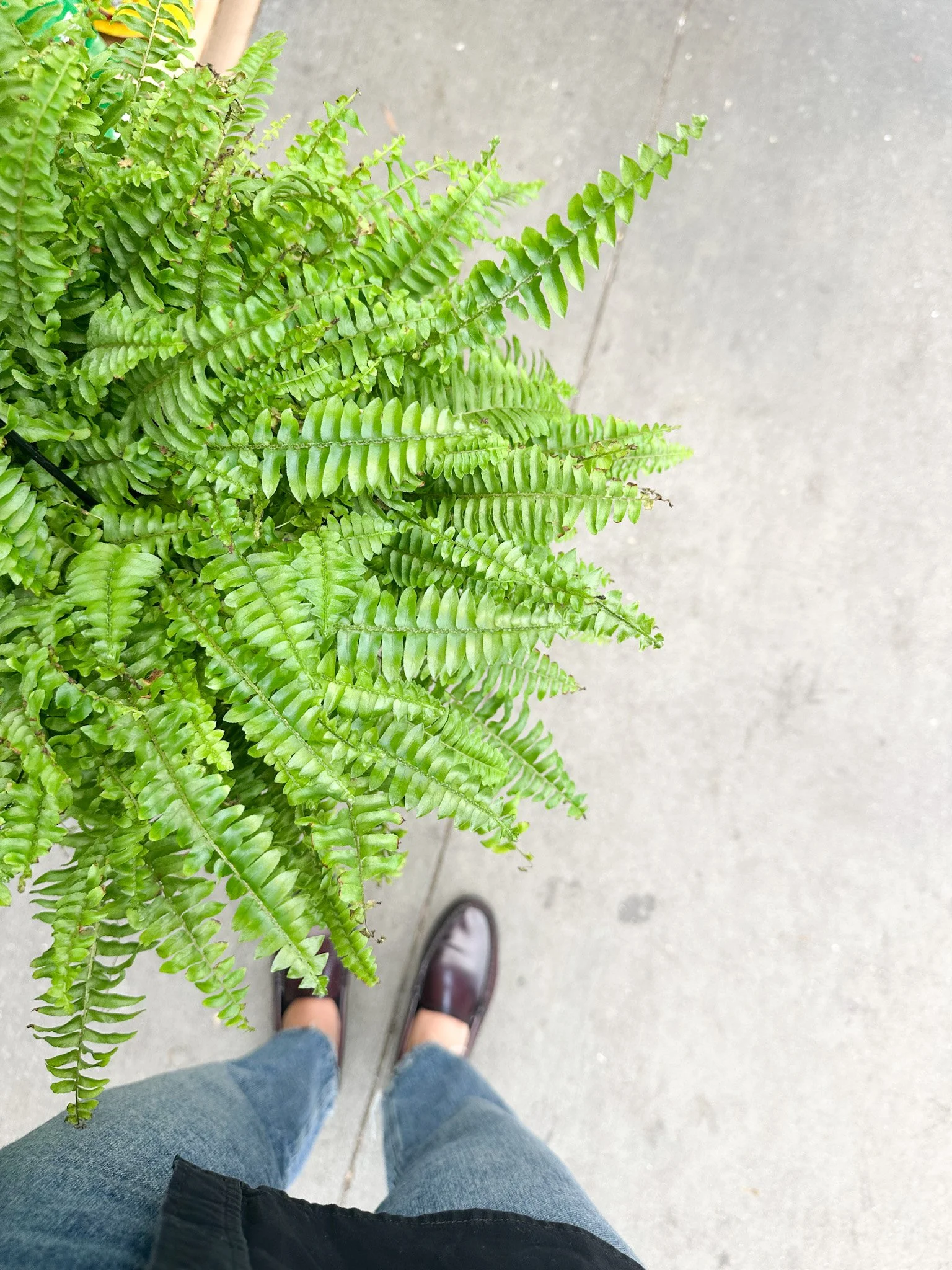 View from above of person wearing brown shoes and jeans standing on sidewalk near a potted fern plant.