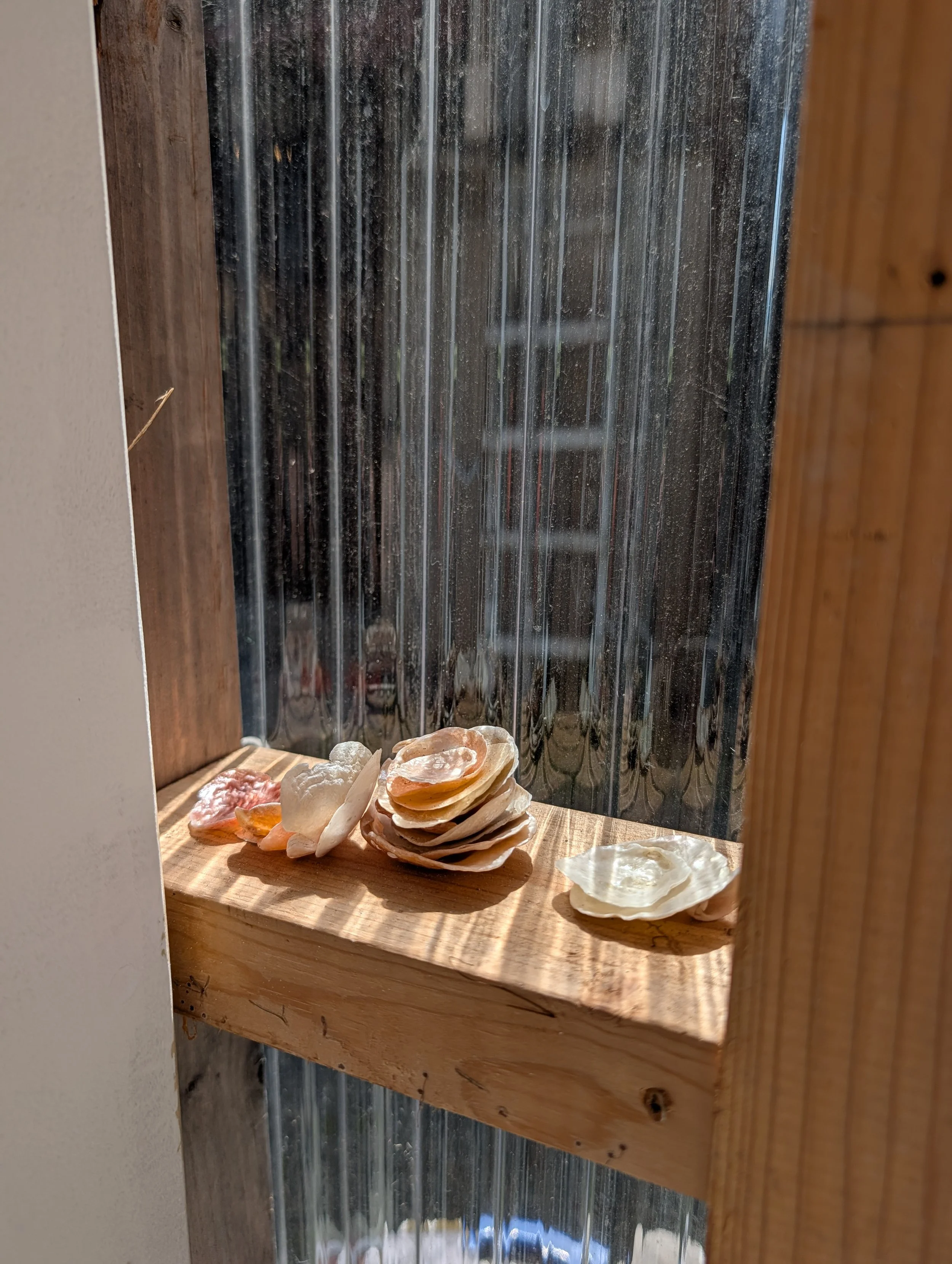 A collection of seashells arranged on a wooden surface near a window with a textured glass pane, with natural sunlight illuminating the shells.