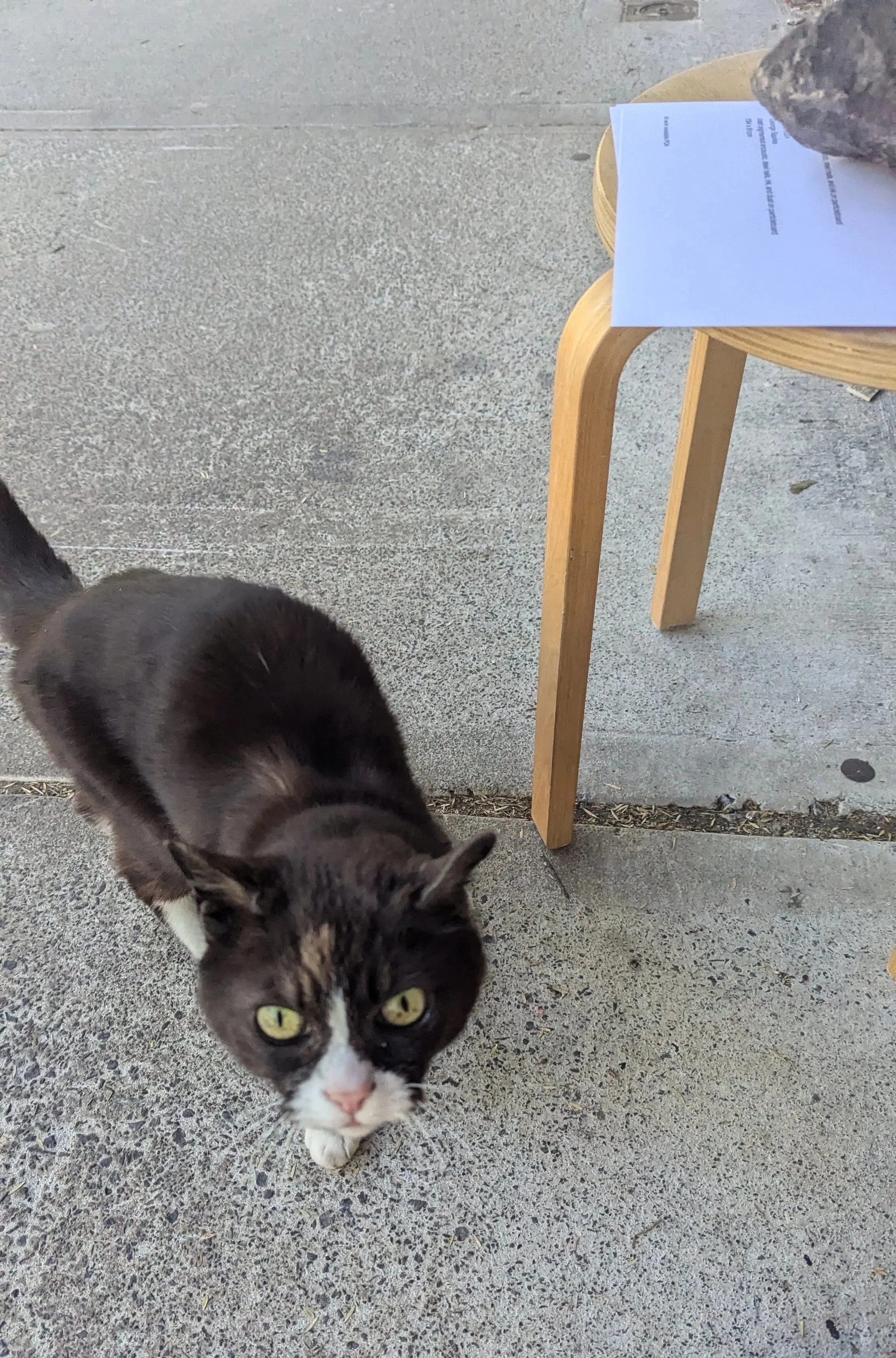 A black and white cat with yellow eyes walking on concrete pavement, with part of a small wooden table and papers on it visible in the background.
