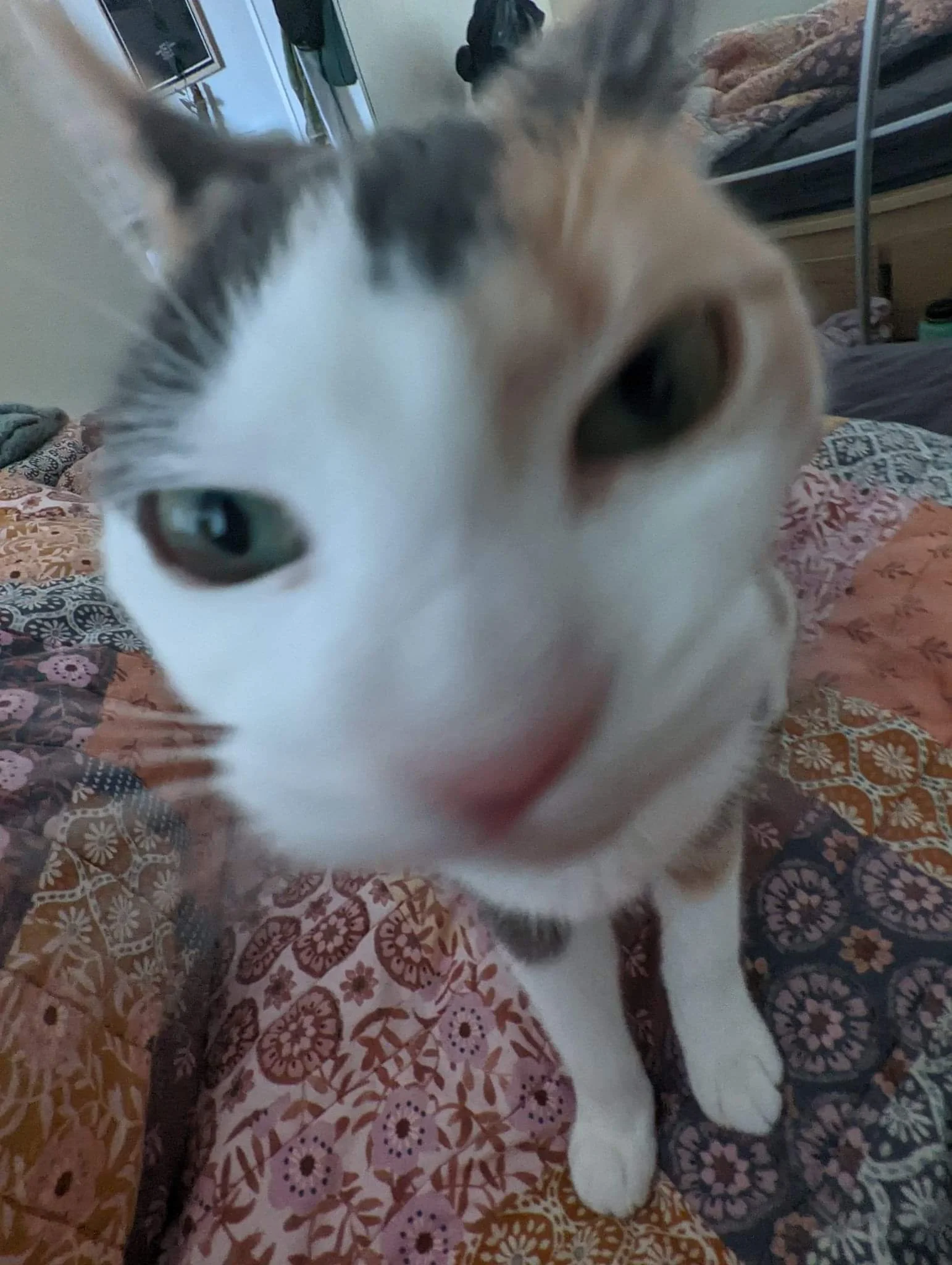 received_3378273145786116.jpeg