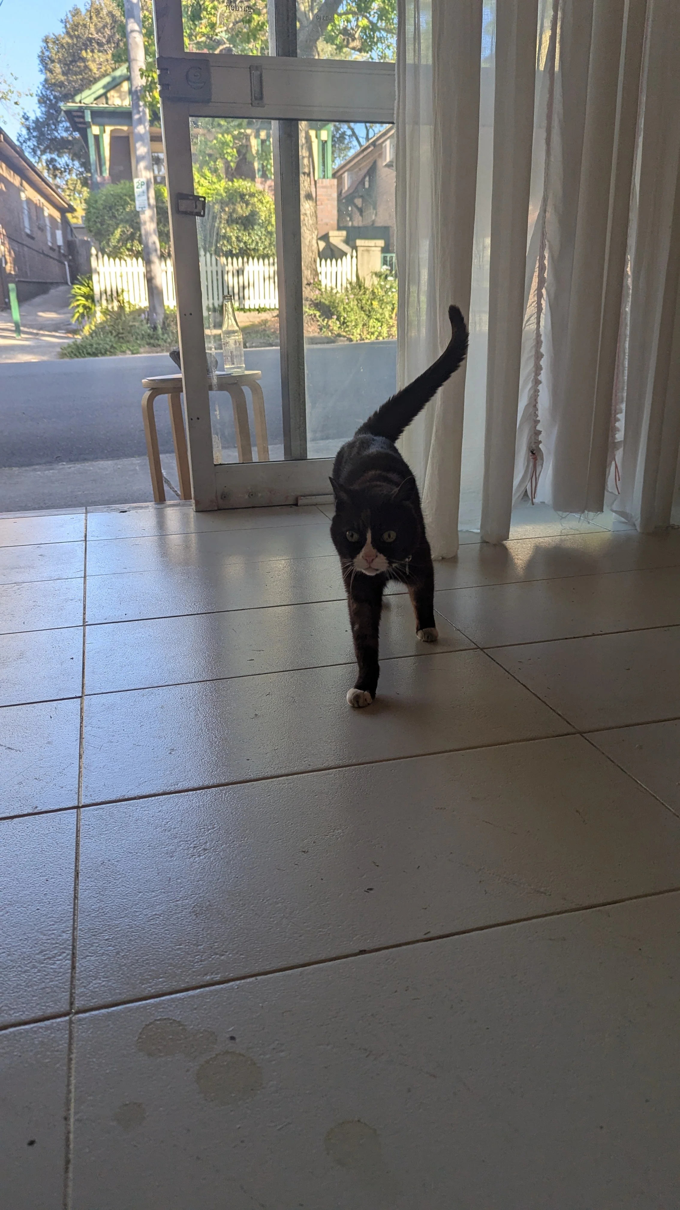 A black and white cat walking towards the camera inside a house near an open glass door with curtains, with a street view of houses and trees outside.