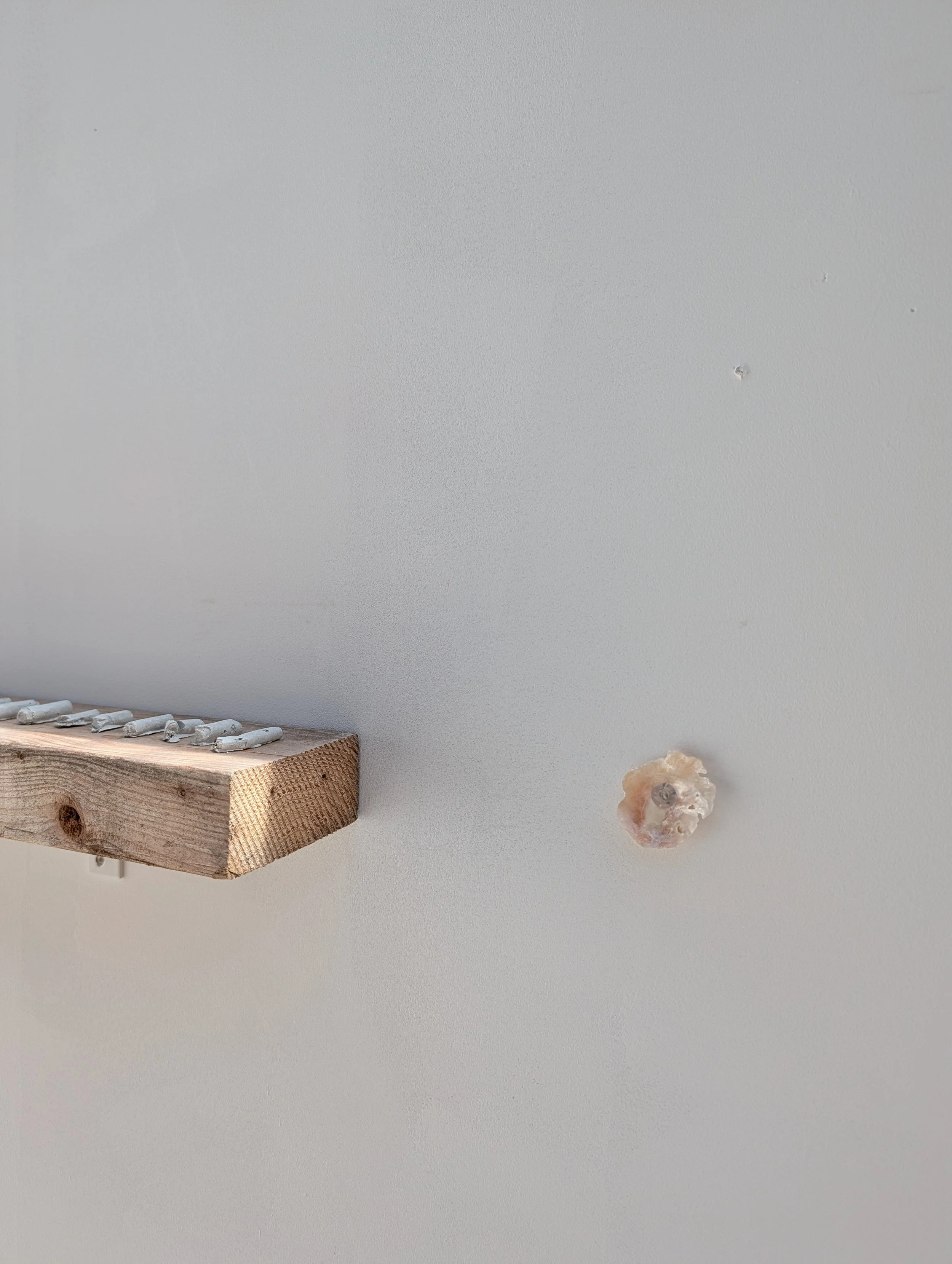 A wooden plank with several small white chalk pieces on top, mounted on a plain wall next to a small shell.