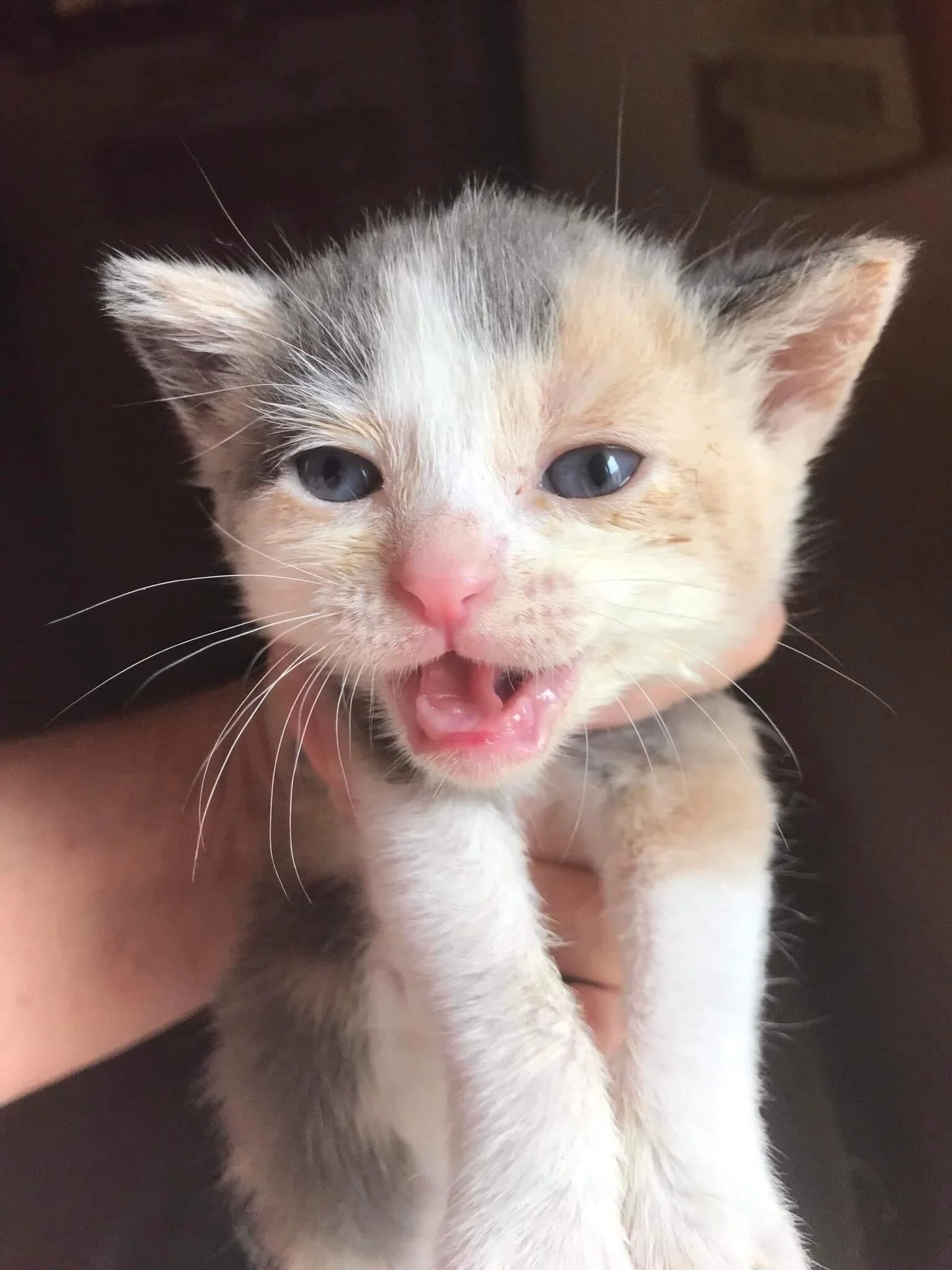 Close-up of a young kitten with light fur, blue eyes, pink nose, and open mouth, being held in someone's hand.