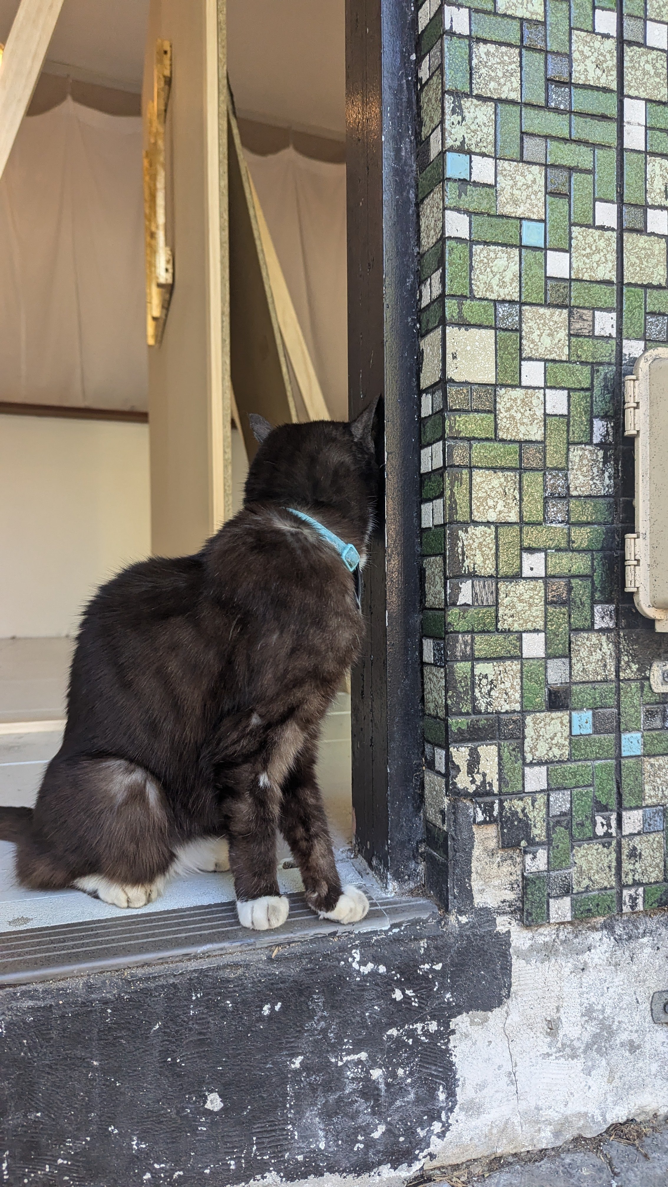 A black and white cat with a blue collar sitting on a porch, looking through a small opening in a wall covered with green, white, and blue tiles.