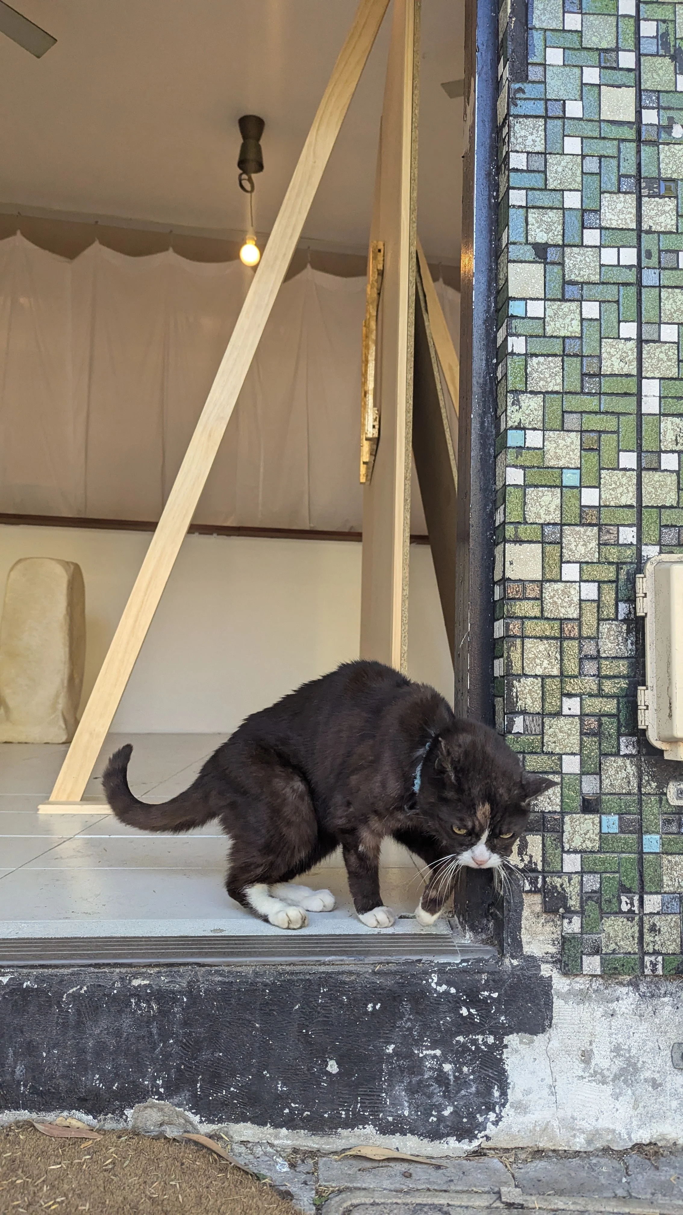 A black and white cat is walking outdoors near a tiled wall, with a partially built wooden structure behind it and a light bulb hanging from the ceiling in the background.