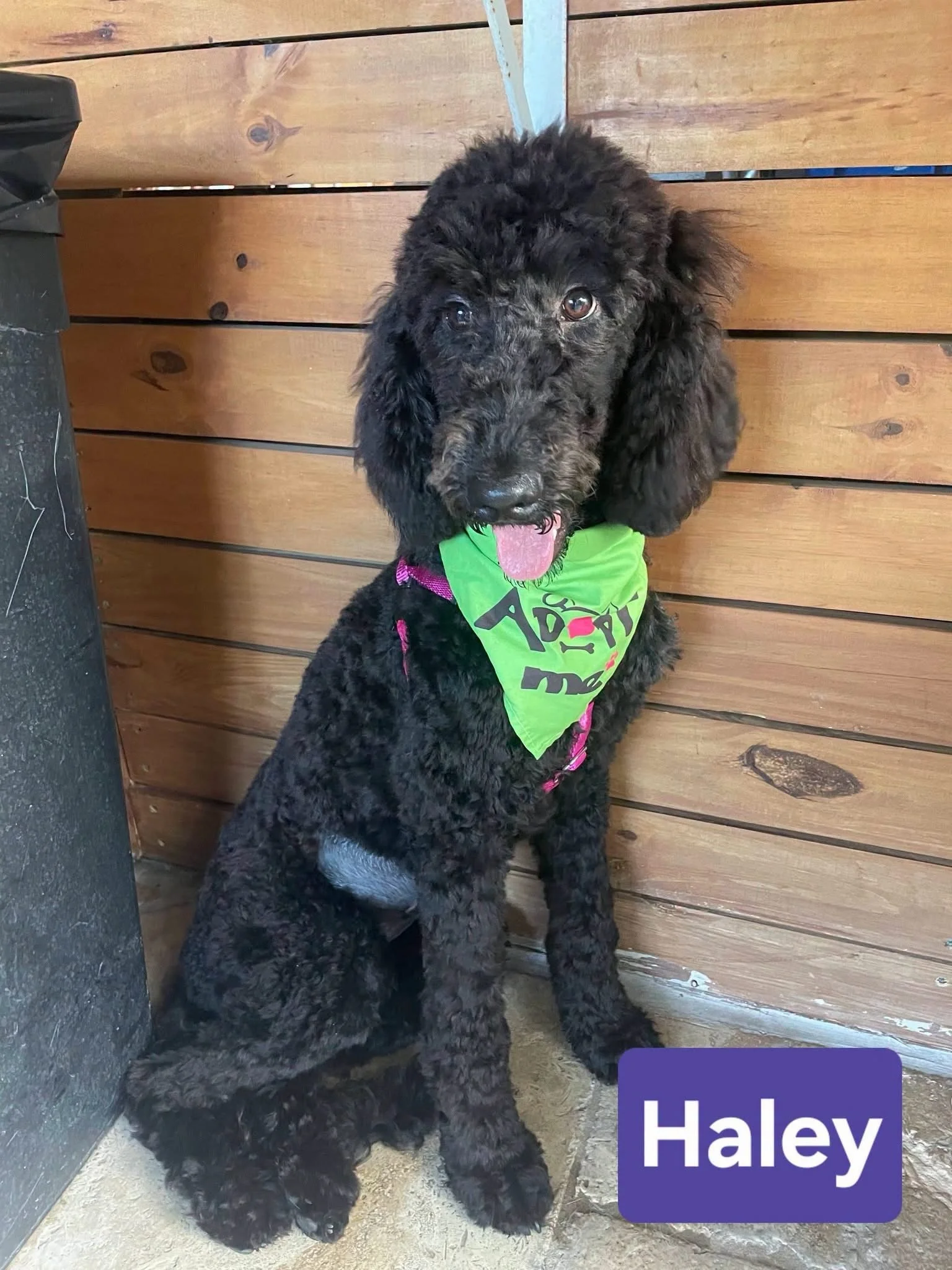 ADOPTABLE DOGS AT OKTOBERFEST! @love4pawsfl will have these adoptable dogs at @health_mutt this Saturday, 9/26 from 12pm - 3pm, let's help them find their furever home! 🐶 

🐩 Haley: Doodle, 10 months
🐾 Ace: Great Dane, 5 months
❤️ Chance: Chihuahu