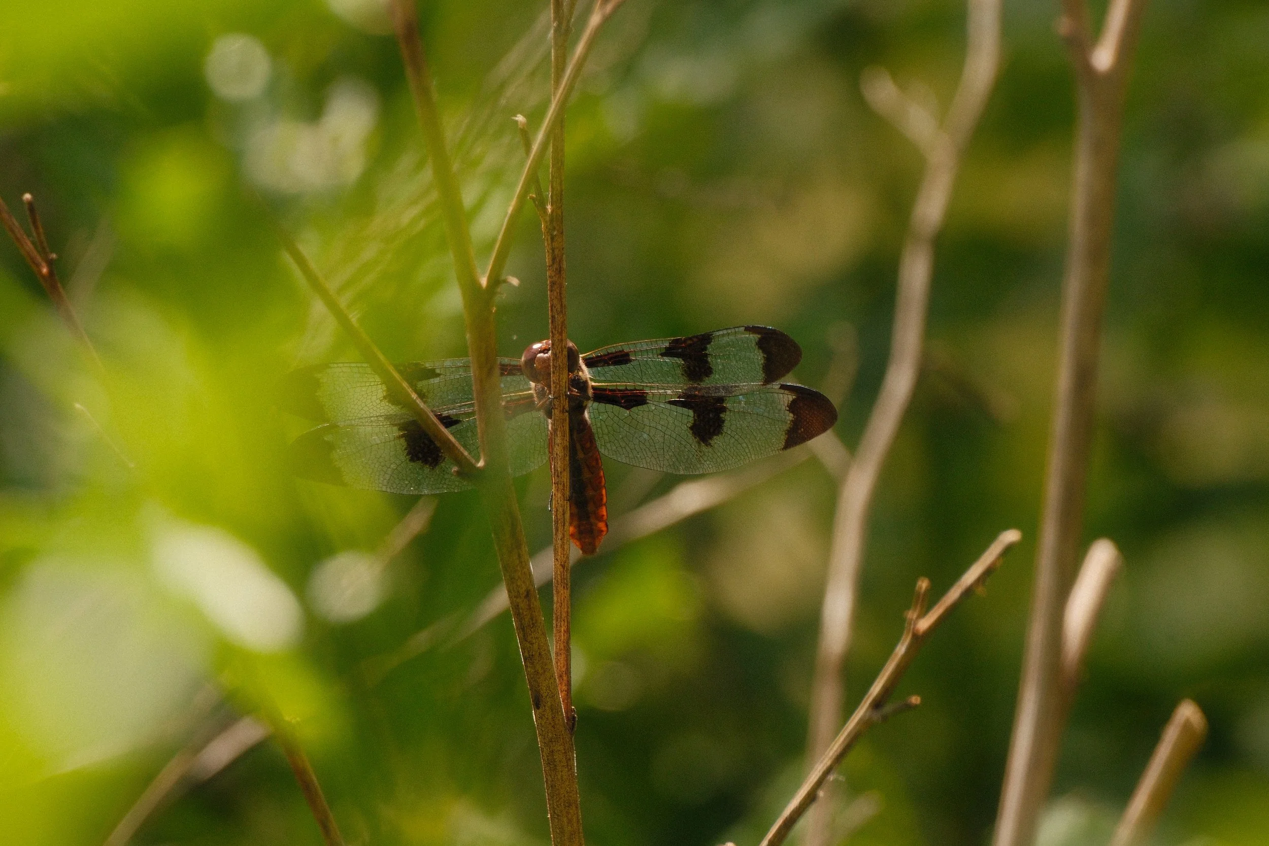 DSCF1850.JPG